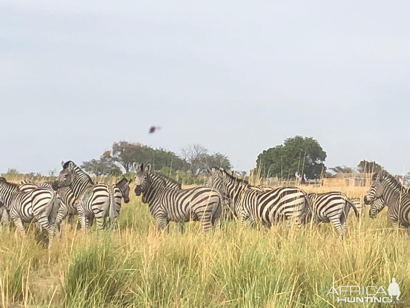Plains Zebra in Tanzania