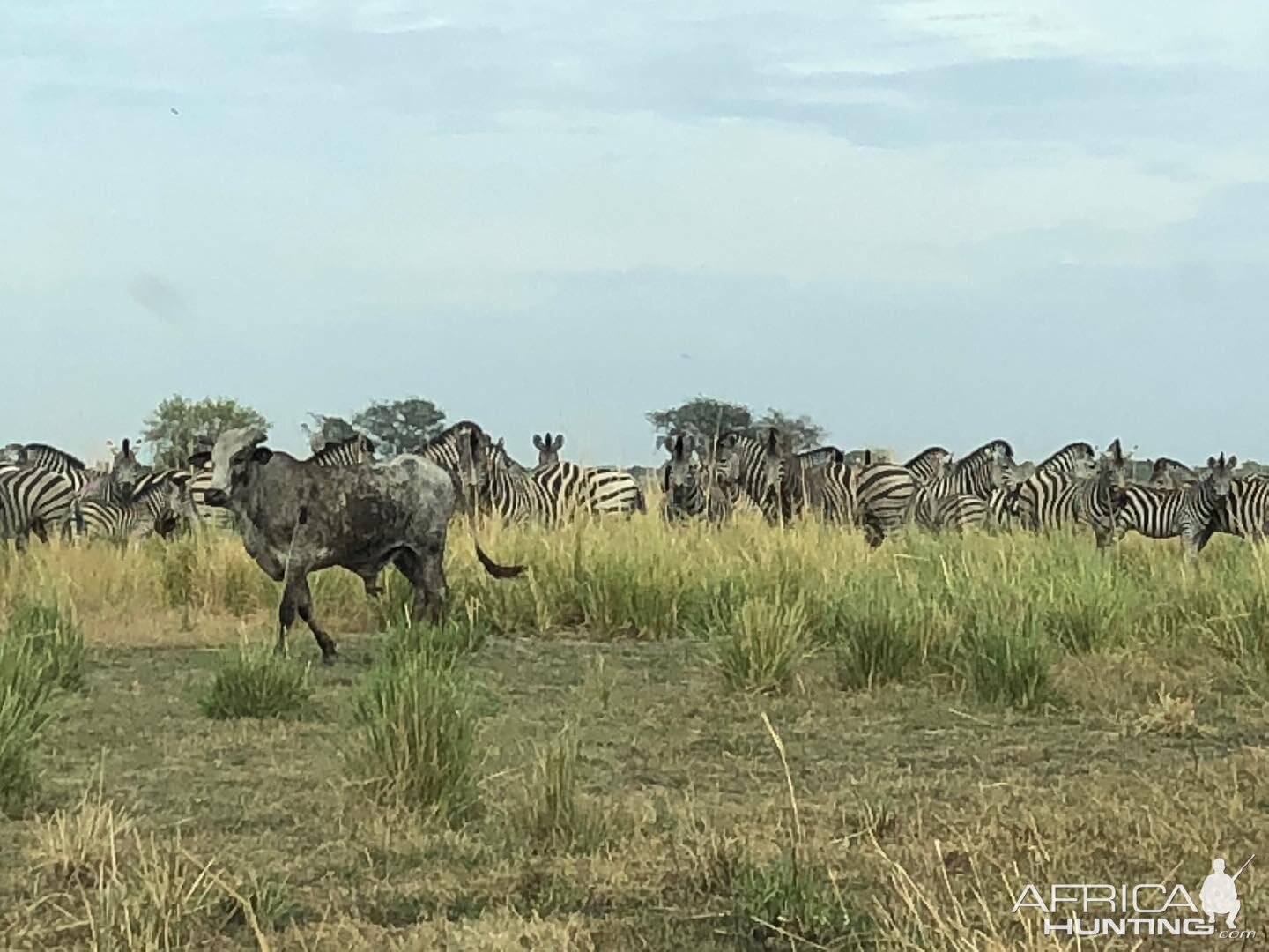 Plains Zebra in Tanzania