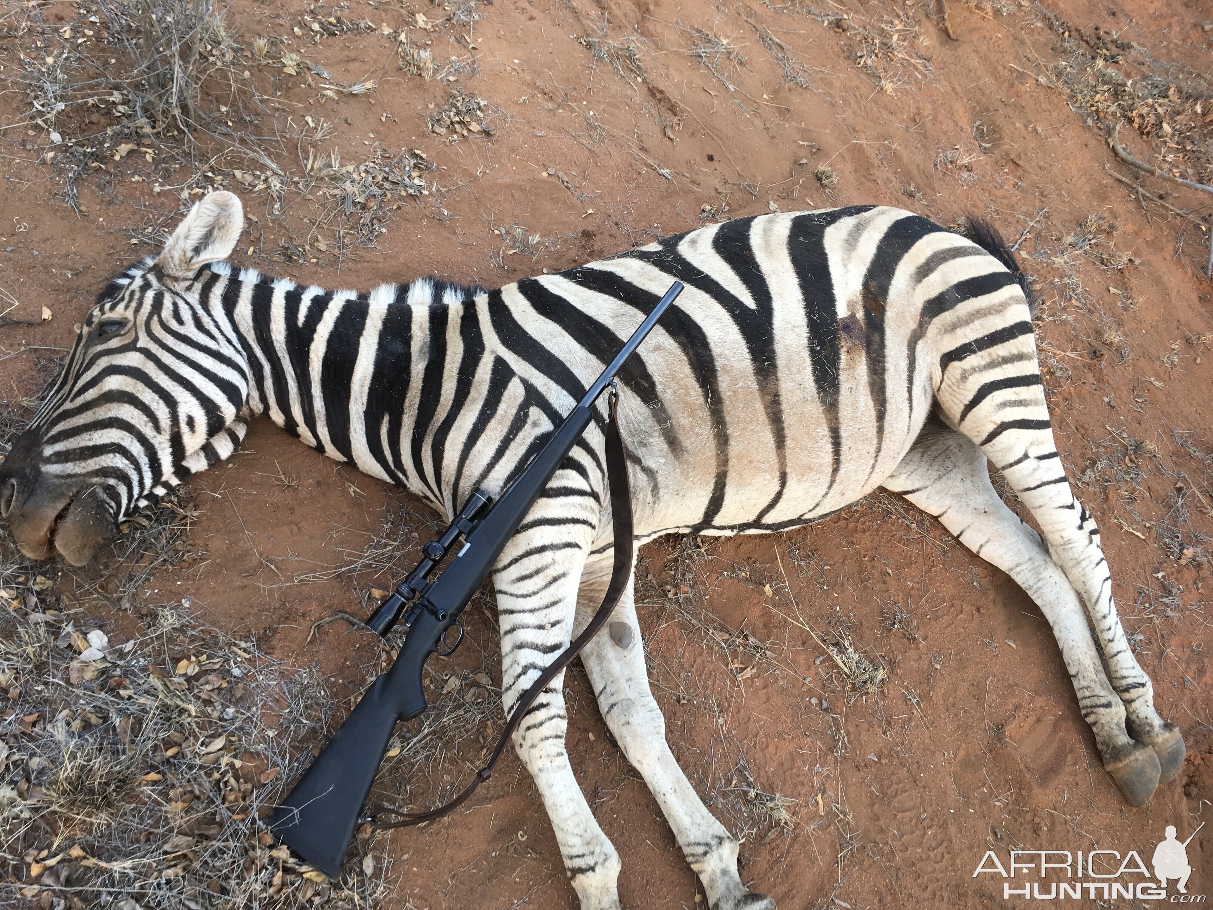 Plains Zebra