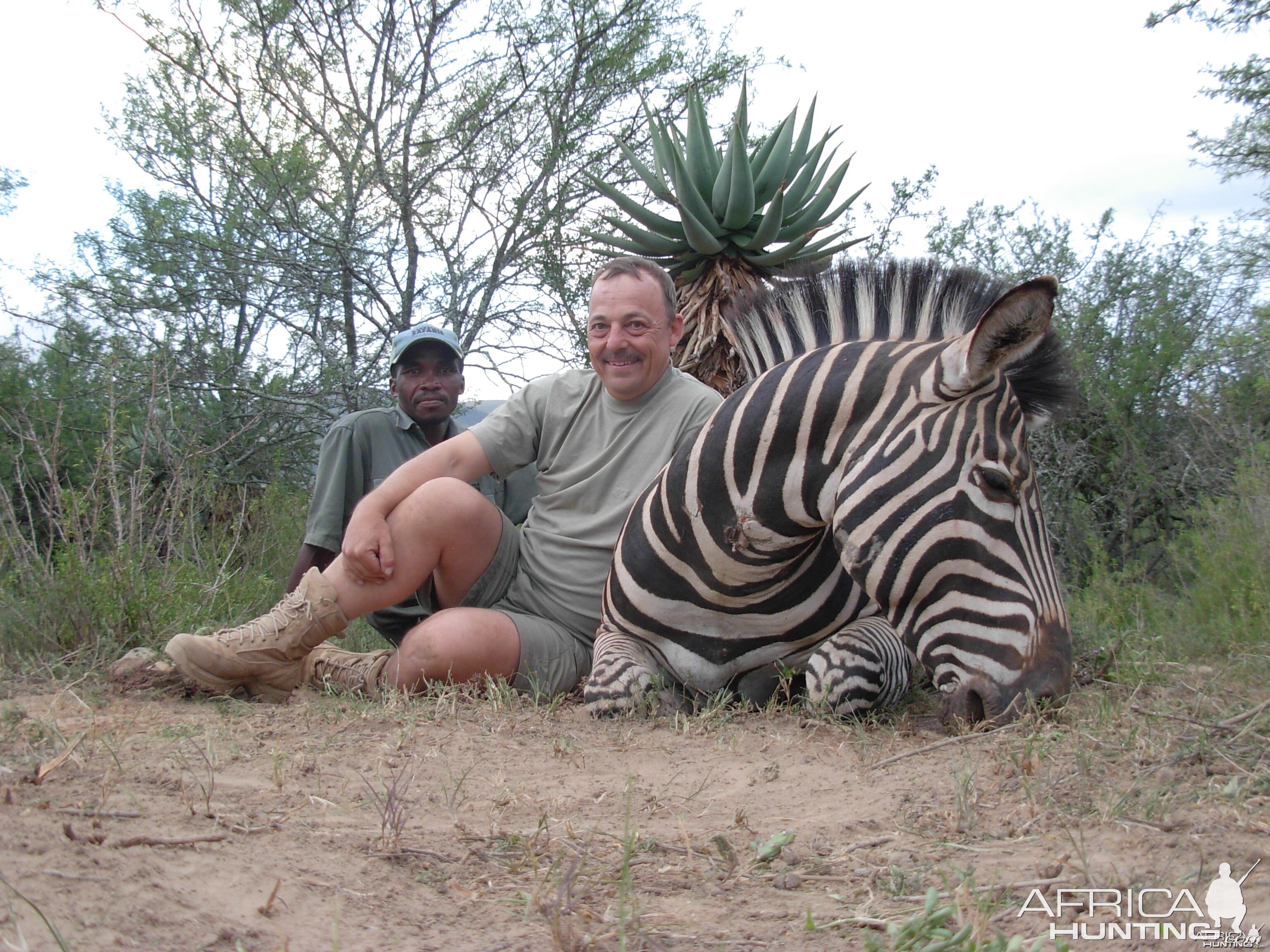 Plains Zebra