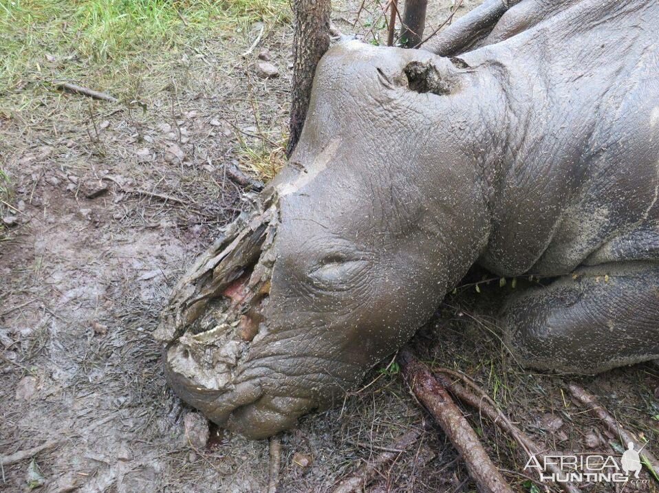 Poached rhino MozParks Mozambique