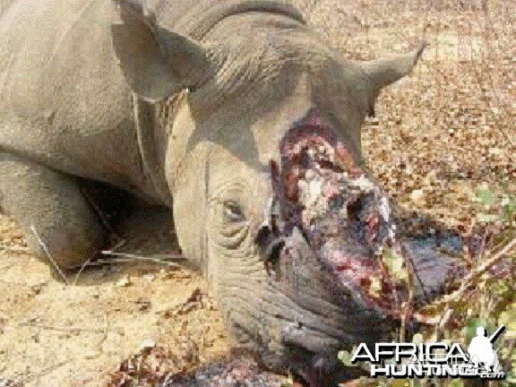 Poaching Rhino in Zimbabwe (Black Rhino)