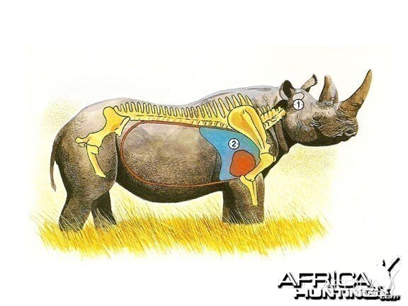 points vitaux chasse rhinoceros