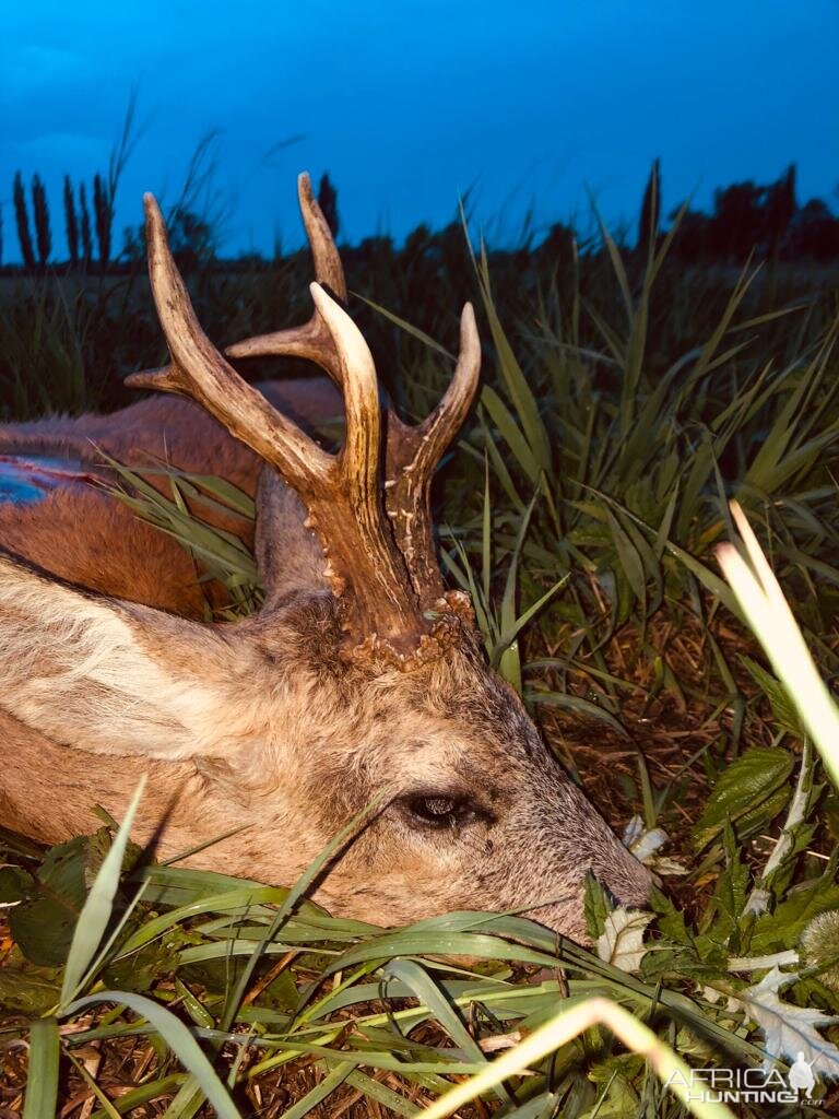 Poland Roe Deer