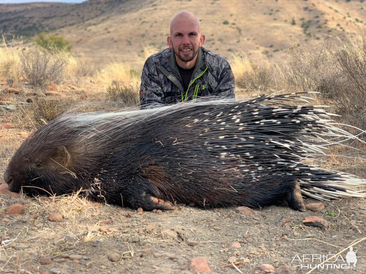 Porcupine Hunt Eastern Cape South Africa