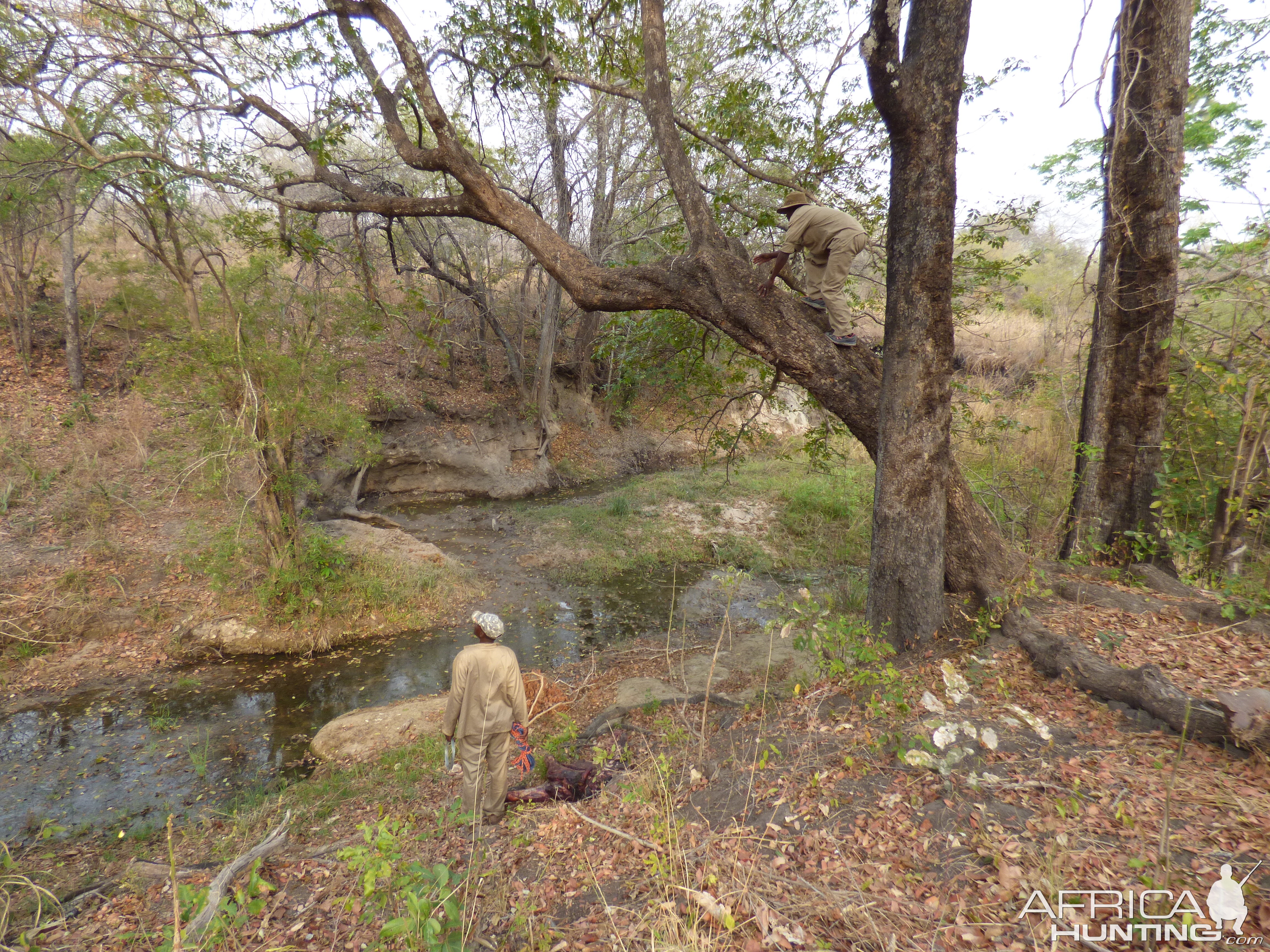 Preparing Leopard Bait