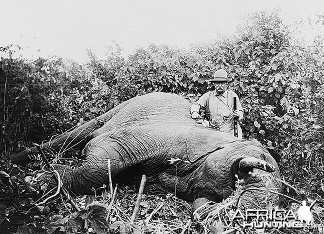 President Theodore Roosevelt's 1909 hunting Elephant