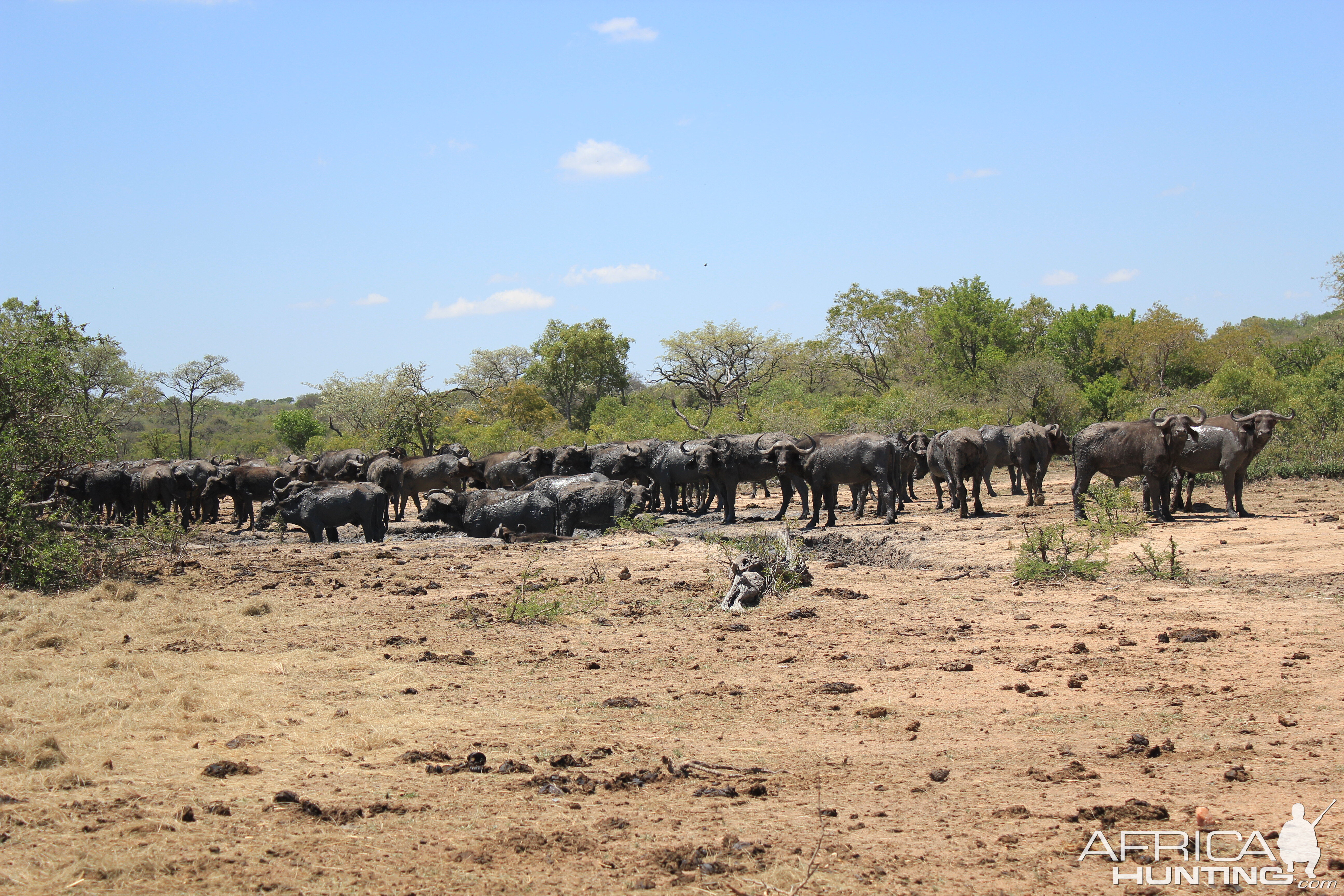 Pro Hunting Safaris Buffalo South Africa