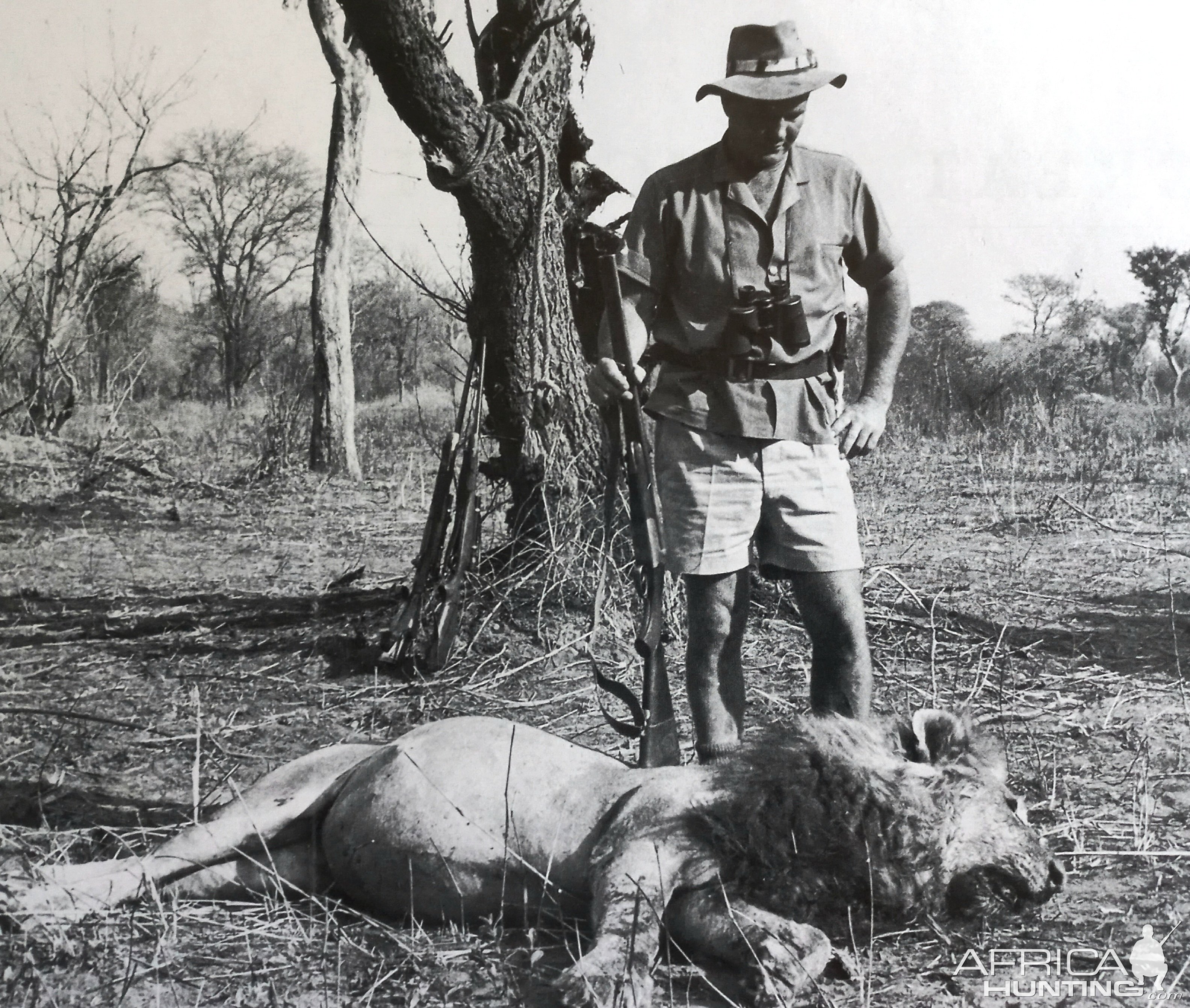 Professional hunter Chris Vivier with a fine lion taken in Zambia in the 1960s.