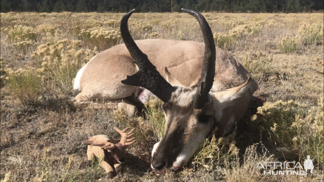 Pronghorn Hunting Colorado USA