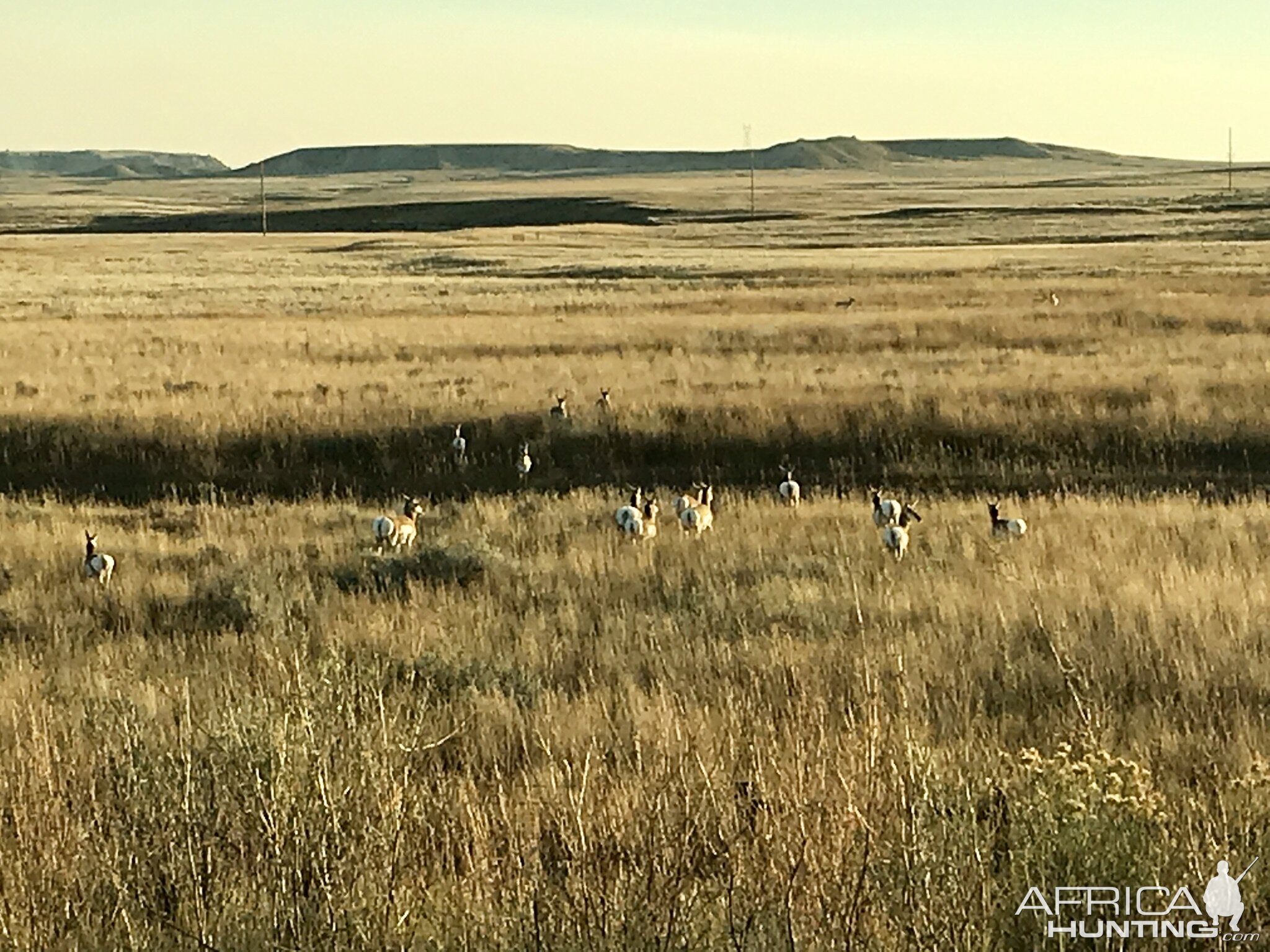 Pronghorn in Wyoming USA