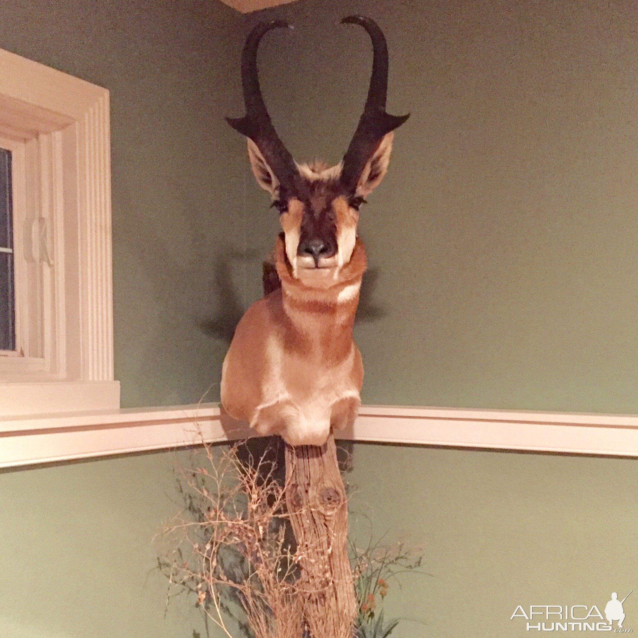 Pronghorn Pedestal Mount Taxidermy