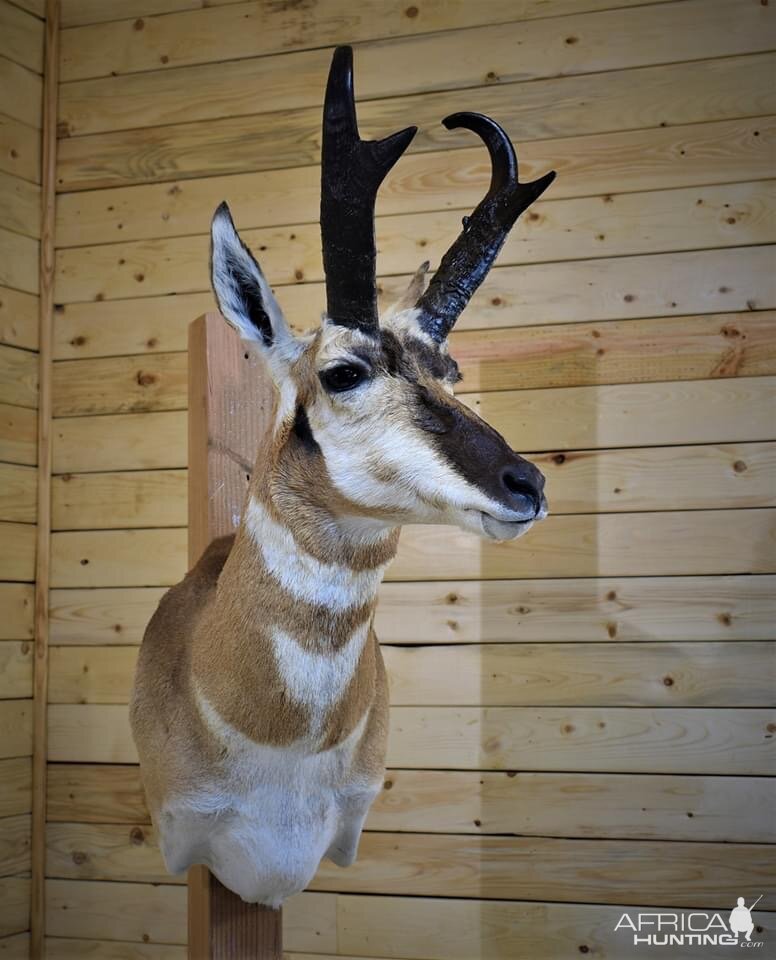 Pronghorn Shoulder Mount Taxidermy