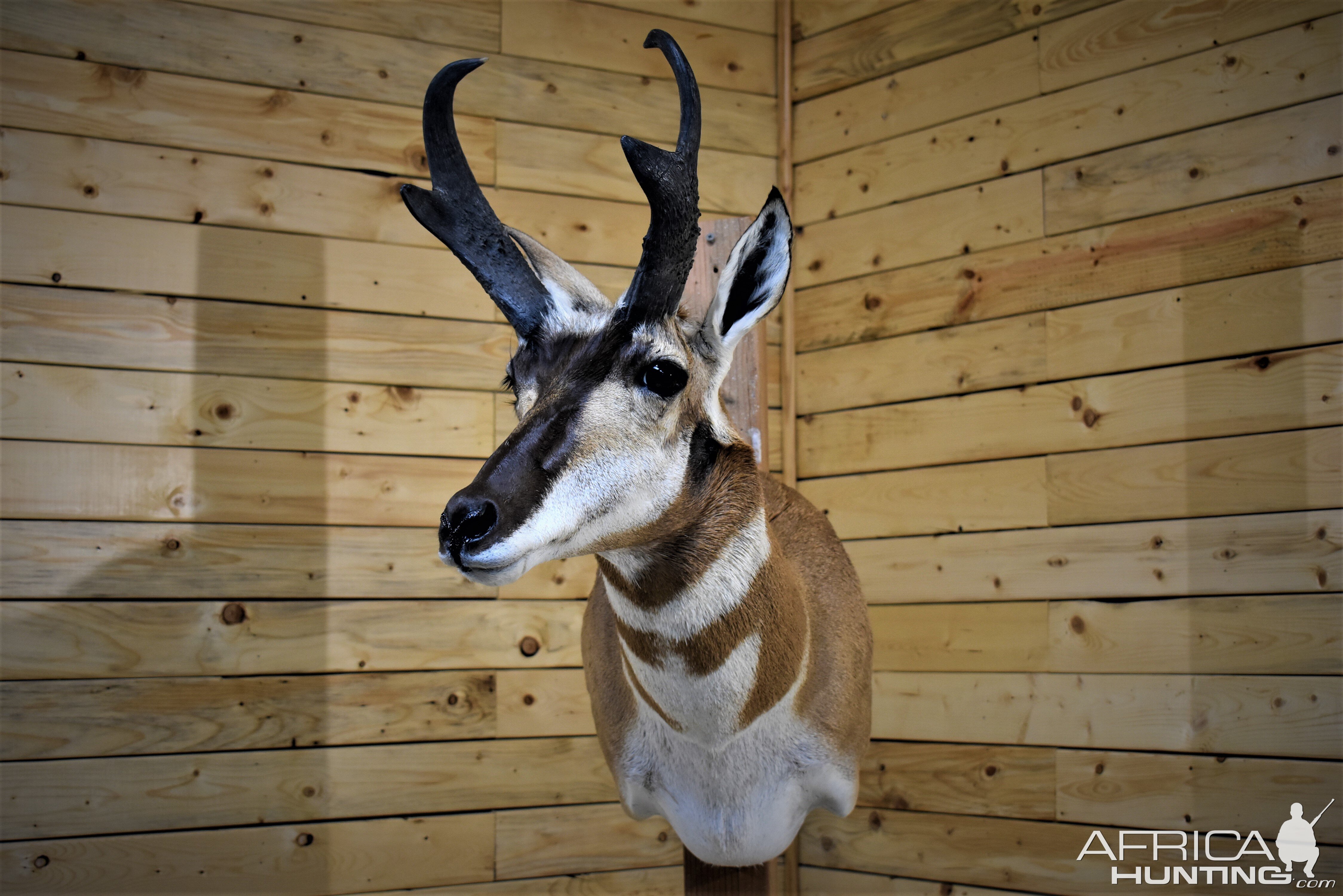 Pronghorn Shoulder Mount Taxidermy