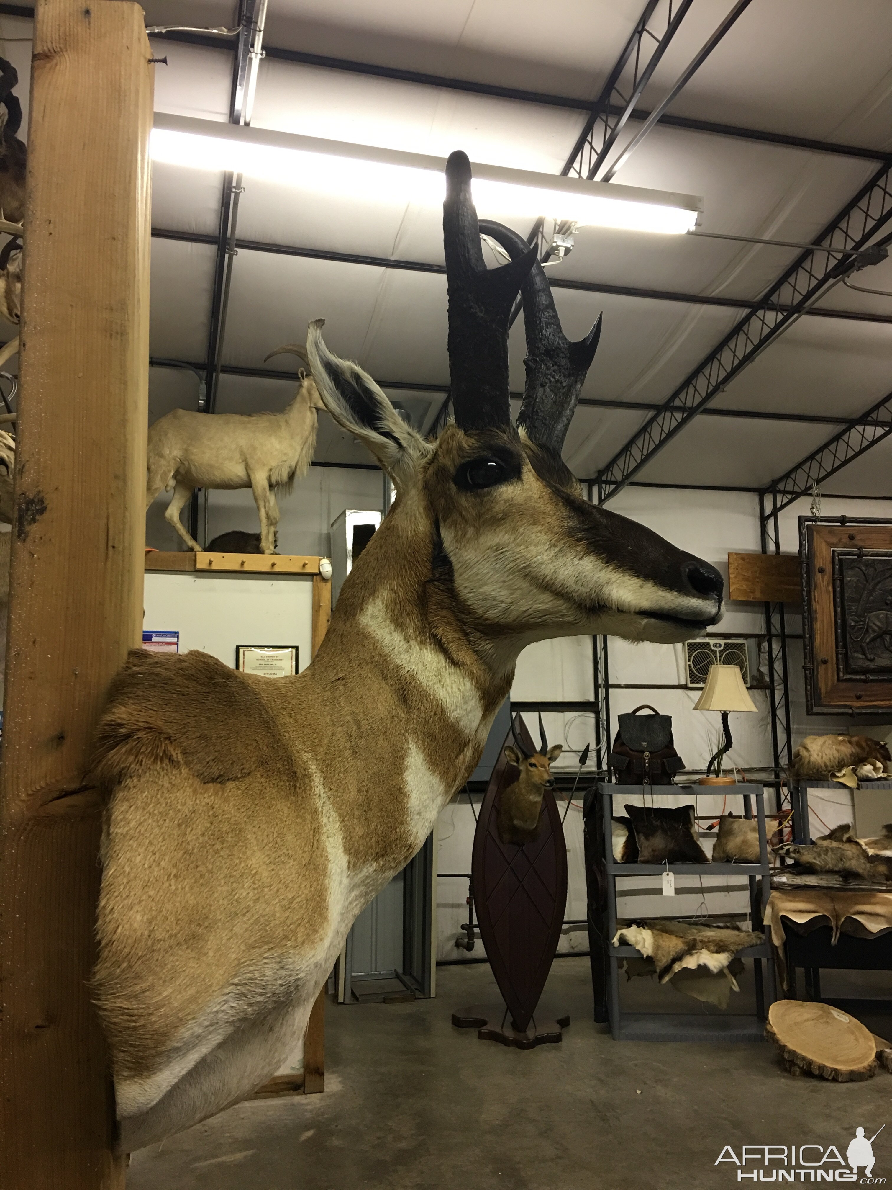 Pronghorn Shoulder Mount Taxidermy