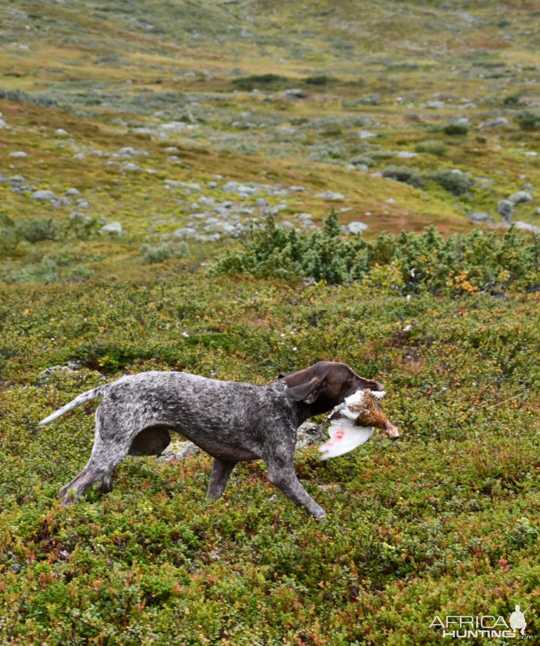 Ptarmigan Hunting over Pointing dogs, a Swedish Highland Hunt