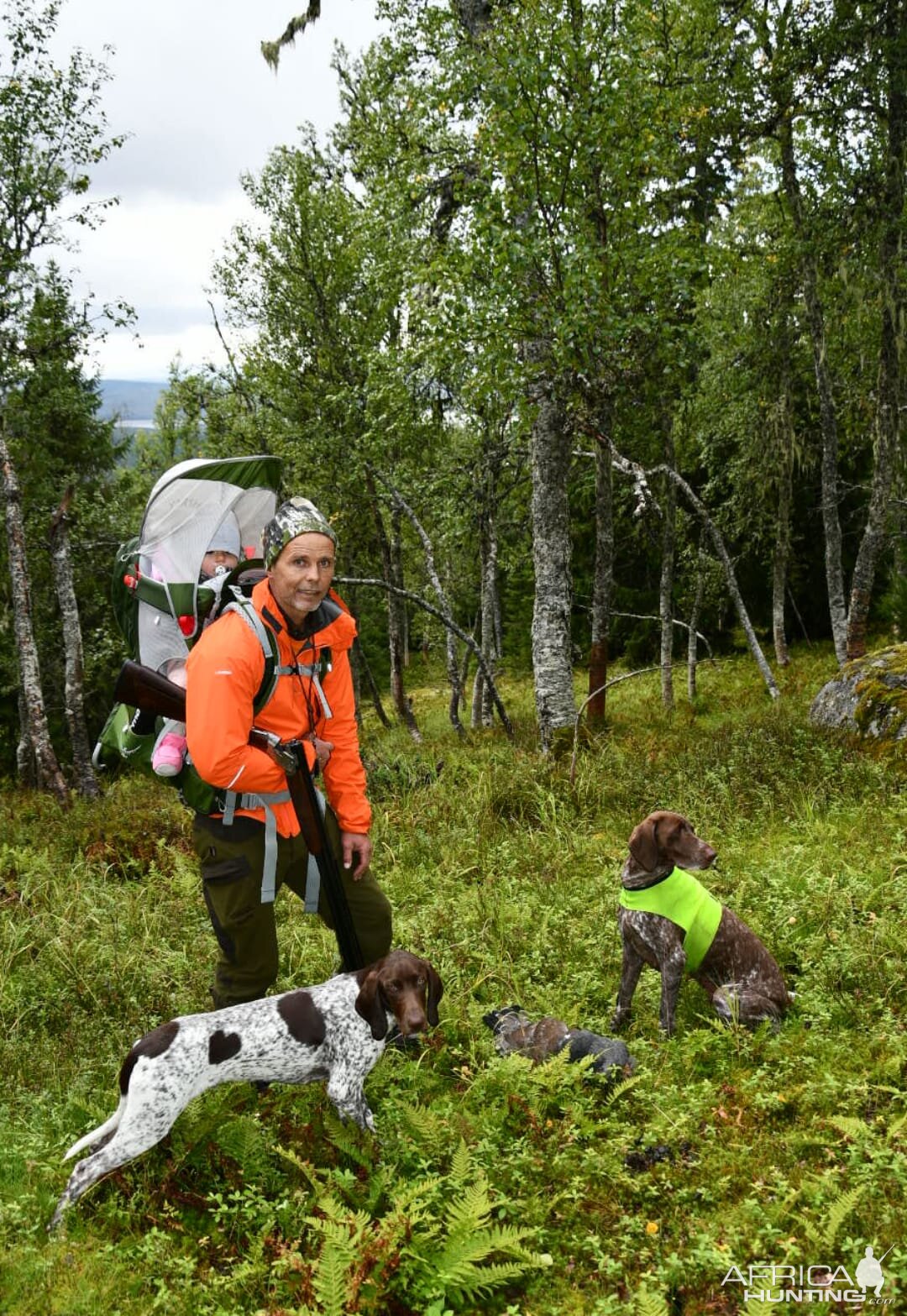 Ptarmigan Hunting over Pointing dogs, a Swedish Highland Hunt