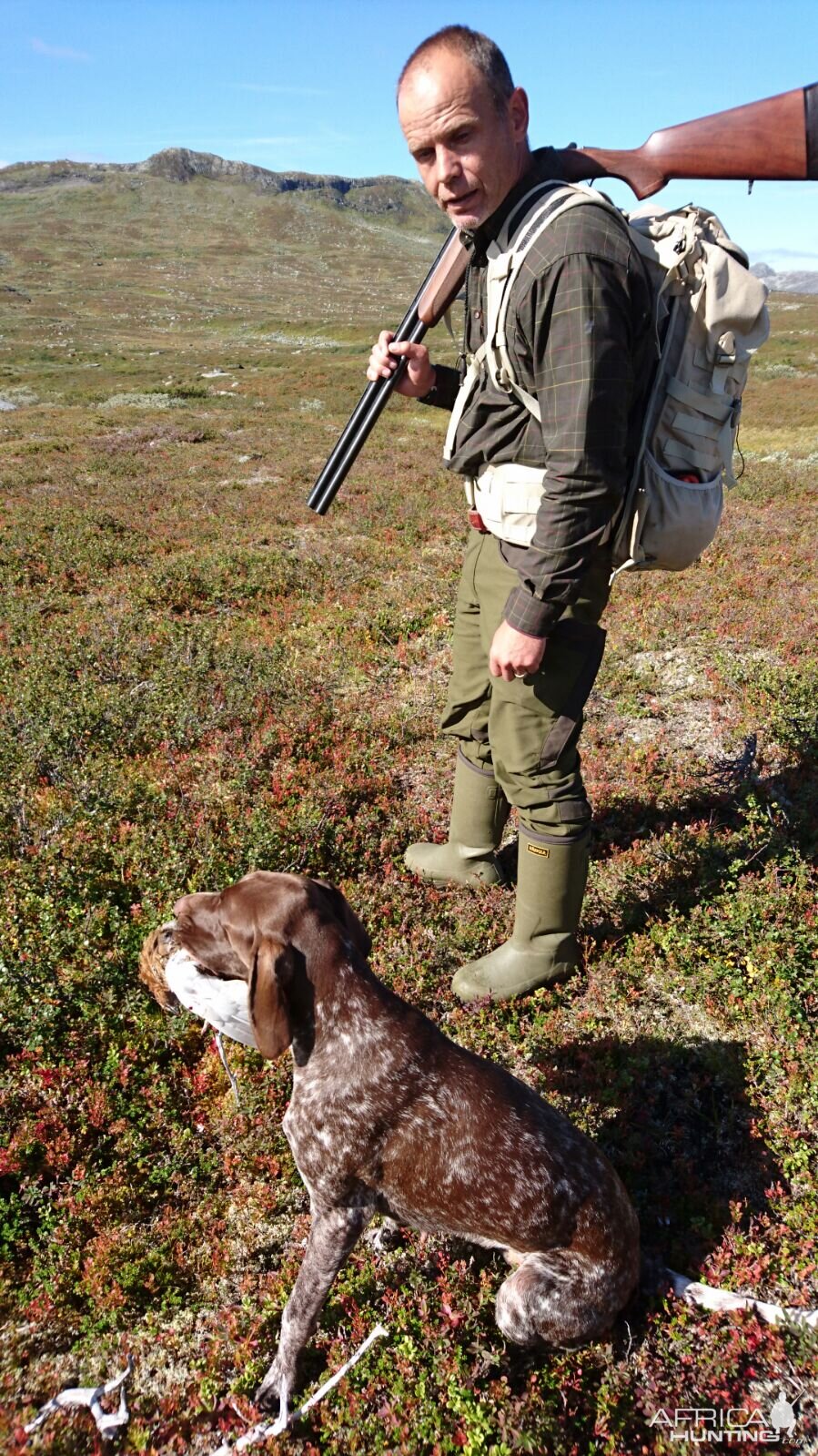 Ptarmigan Hunting over Pointing dogs, a Swedish Highland Hunt