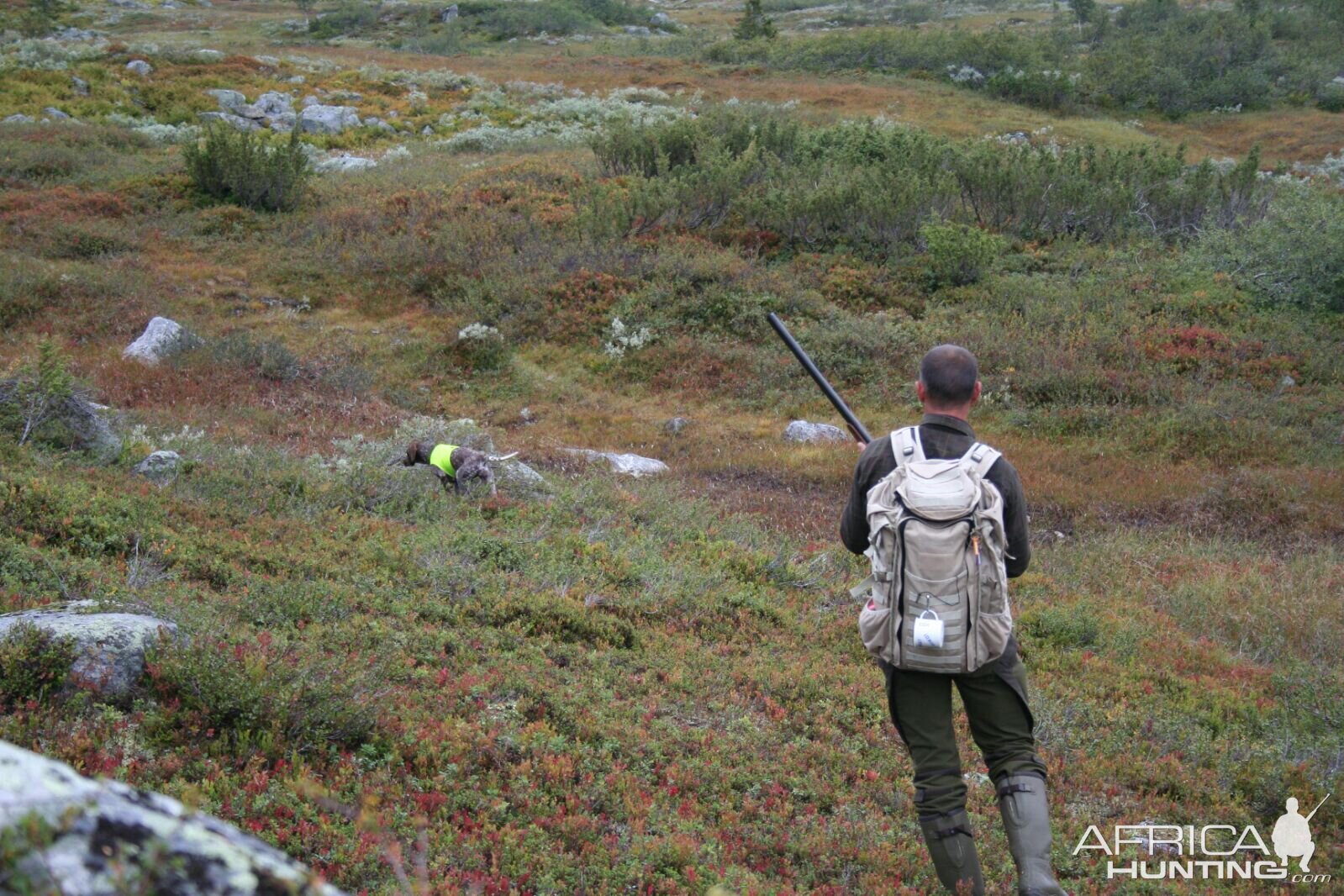 Ptarmigan Hunting over Pointing dogs, a Swedish Highland Hunt