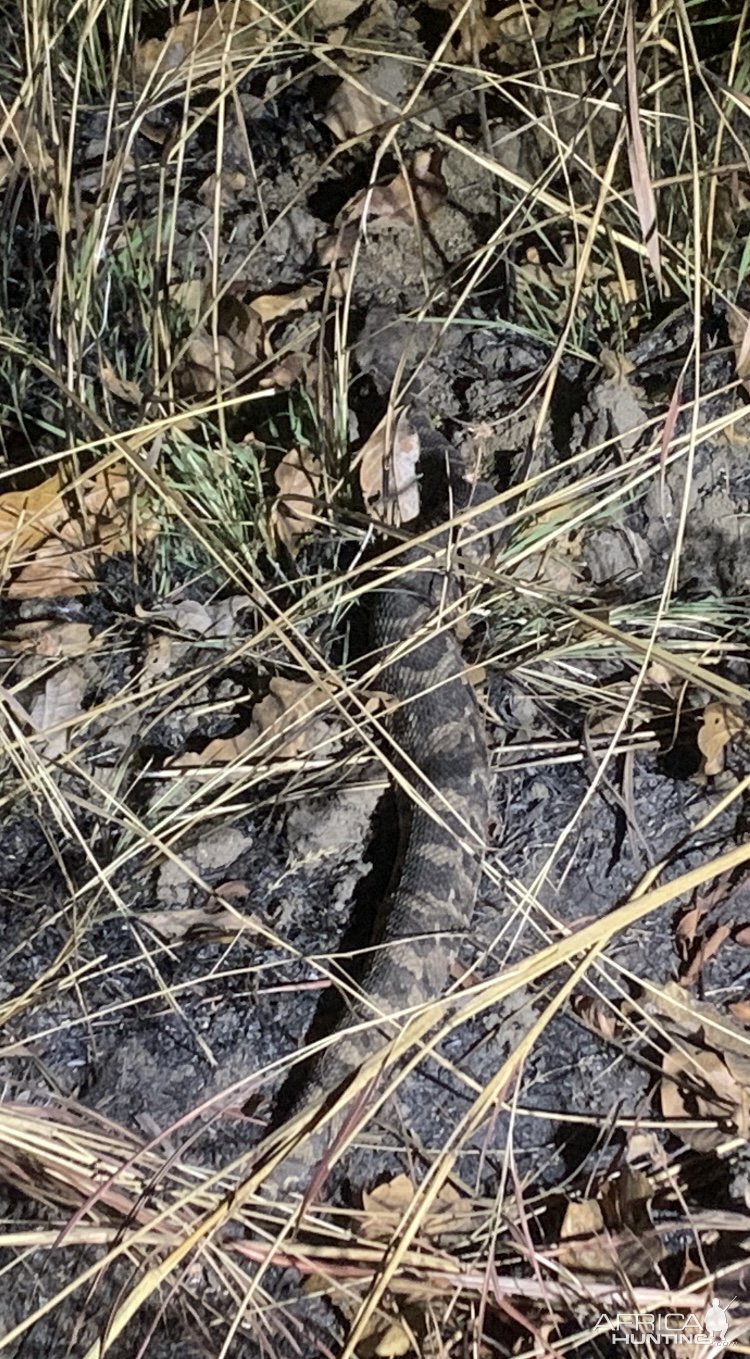 Puff Adder Snake Hunt Cameroon