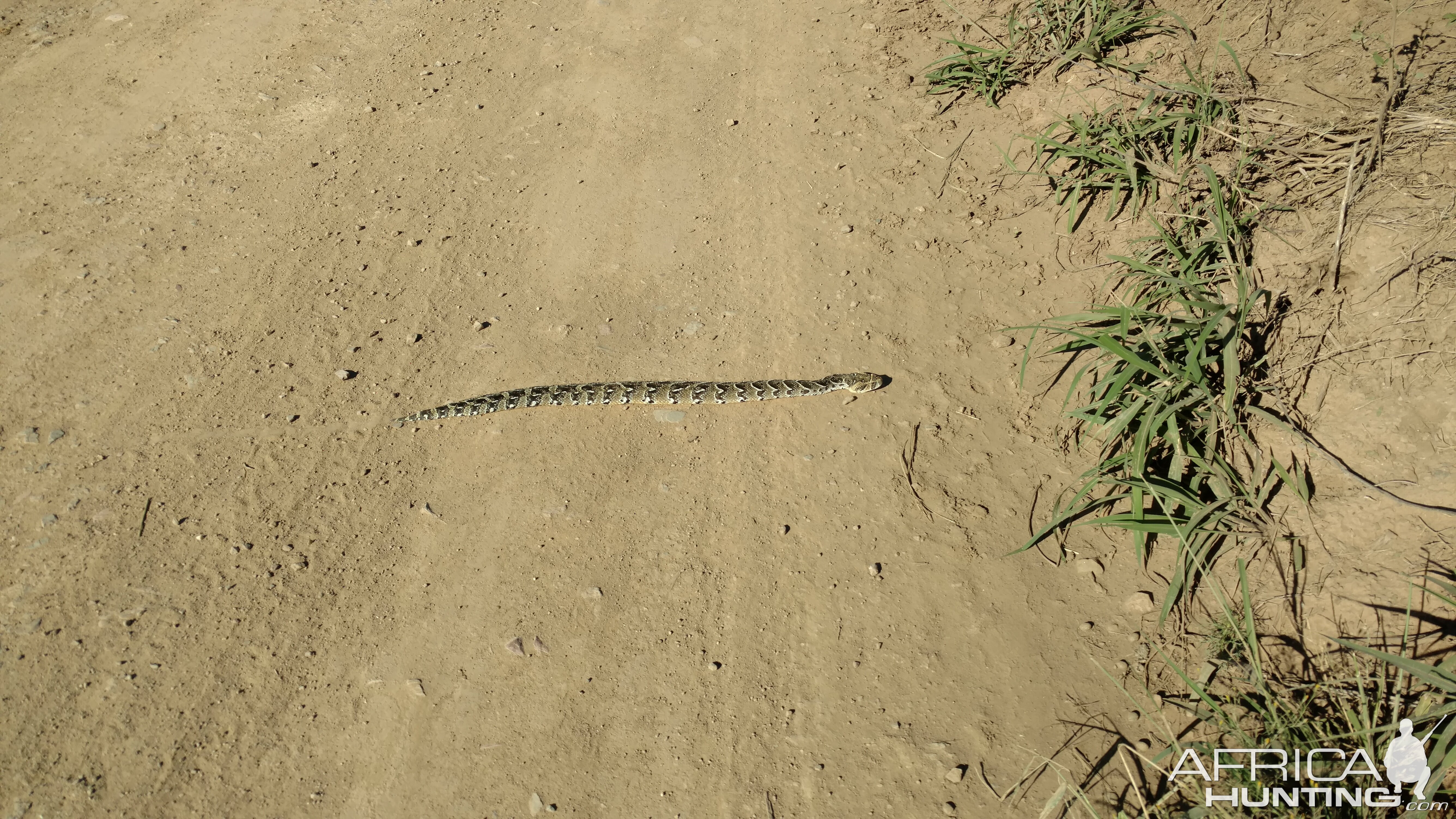 Puff adder Snake