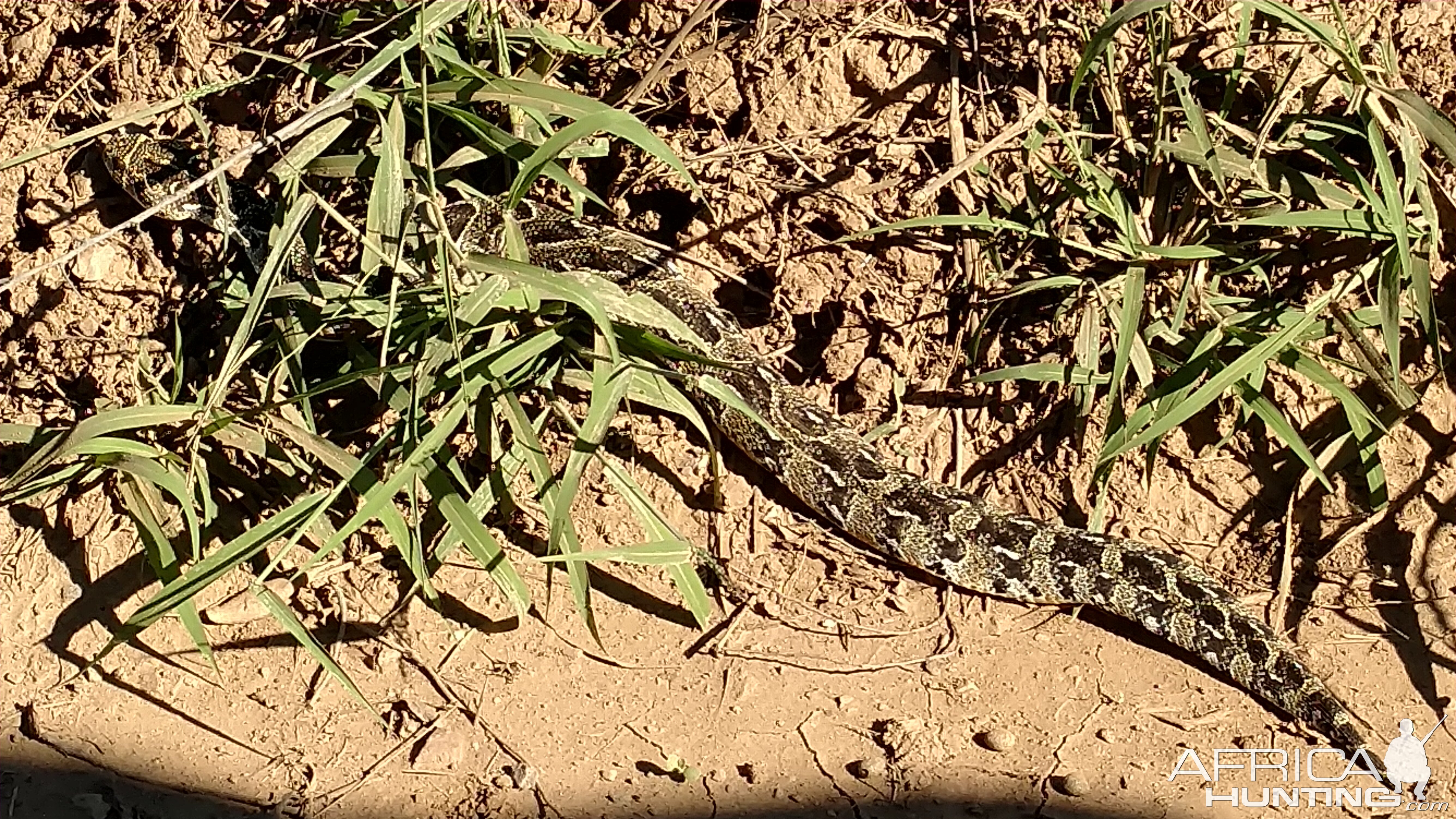 Puff adder Snake