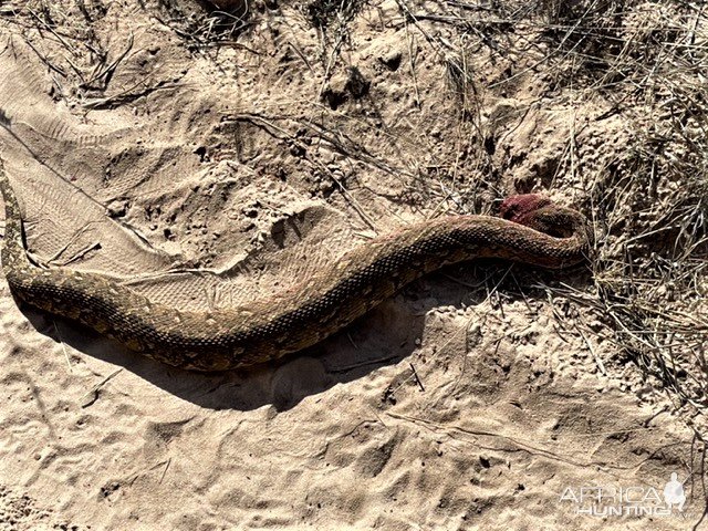 Puff Adder South Africa