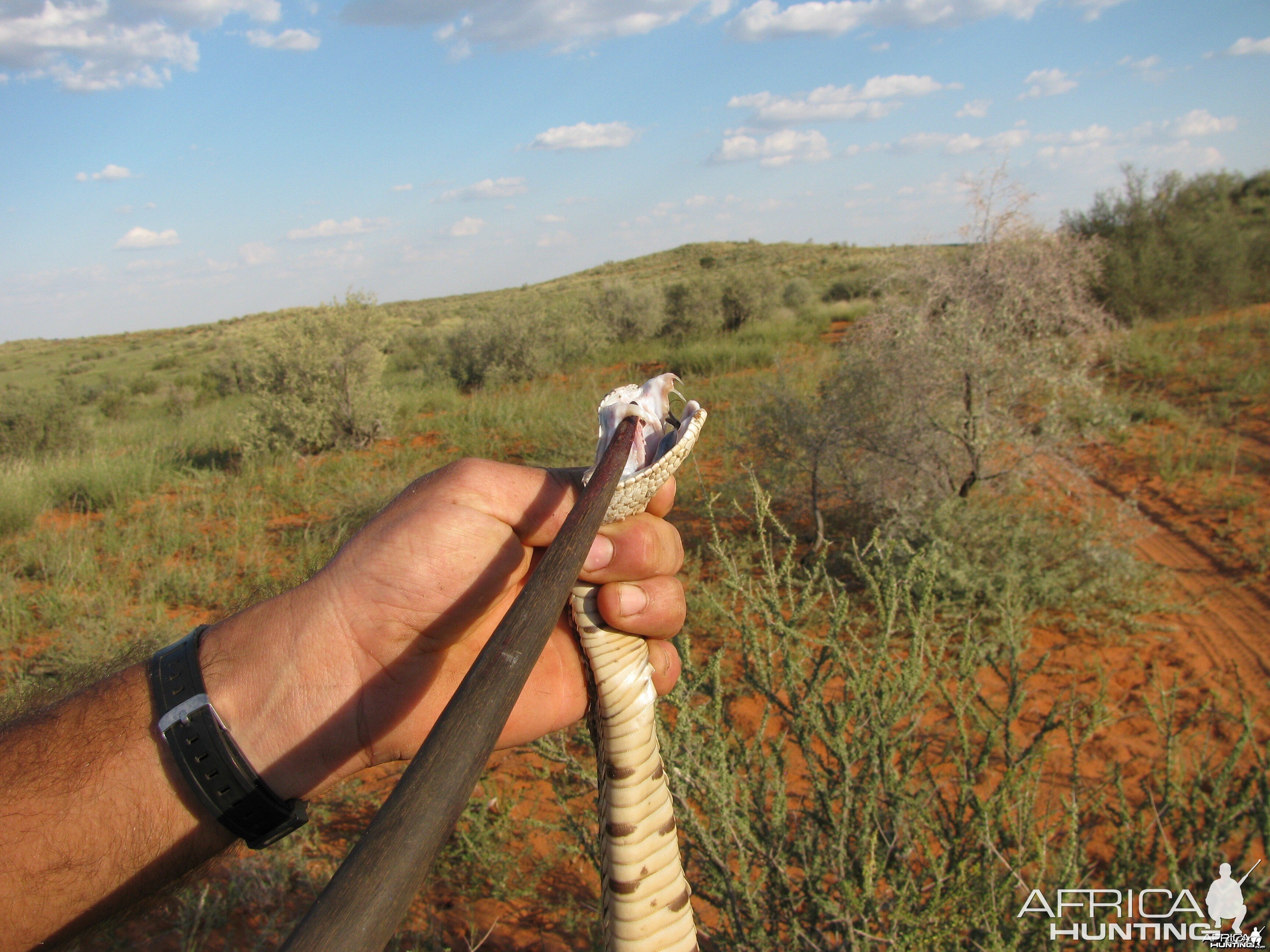 Puffadder