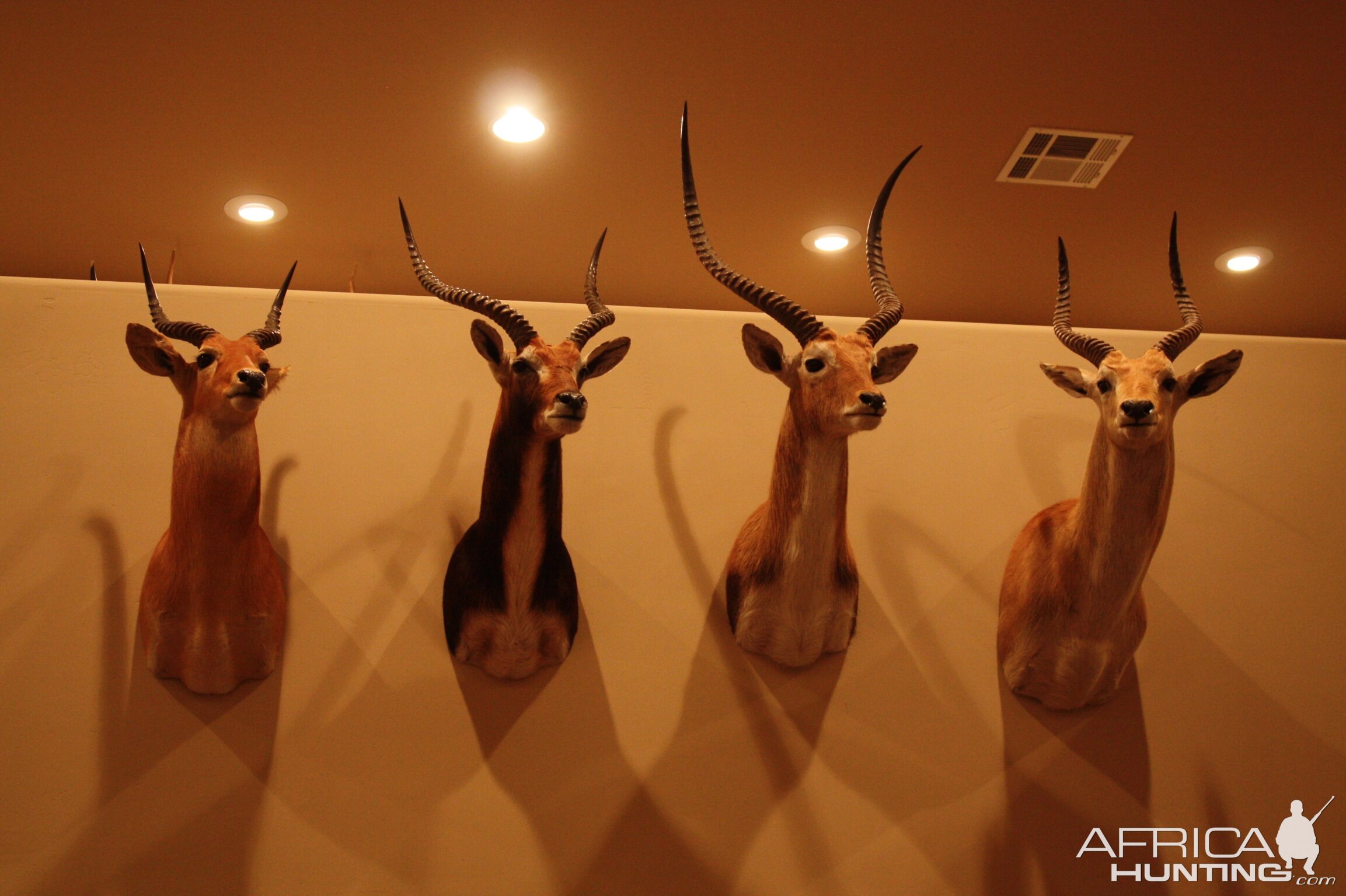 Puku, Black, Kafue, Red Lechwe Shoulder Mount Taxidermy