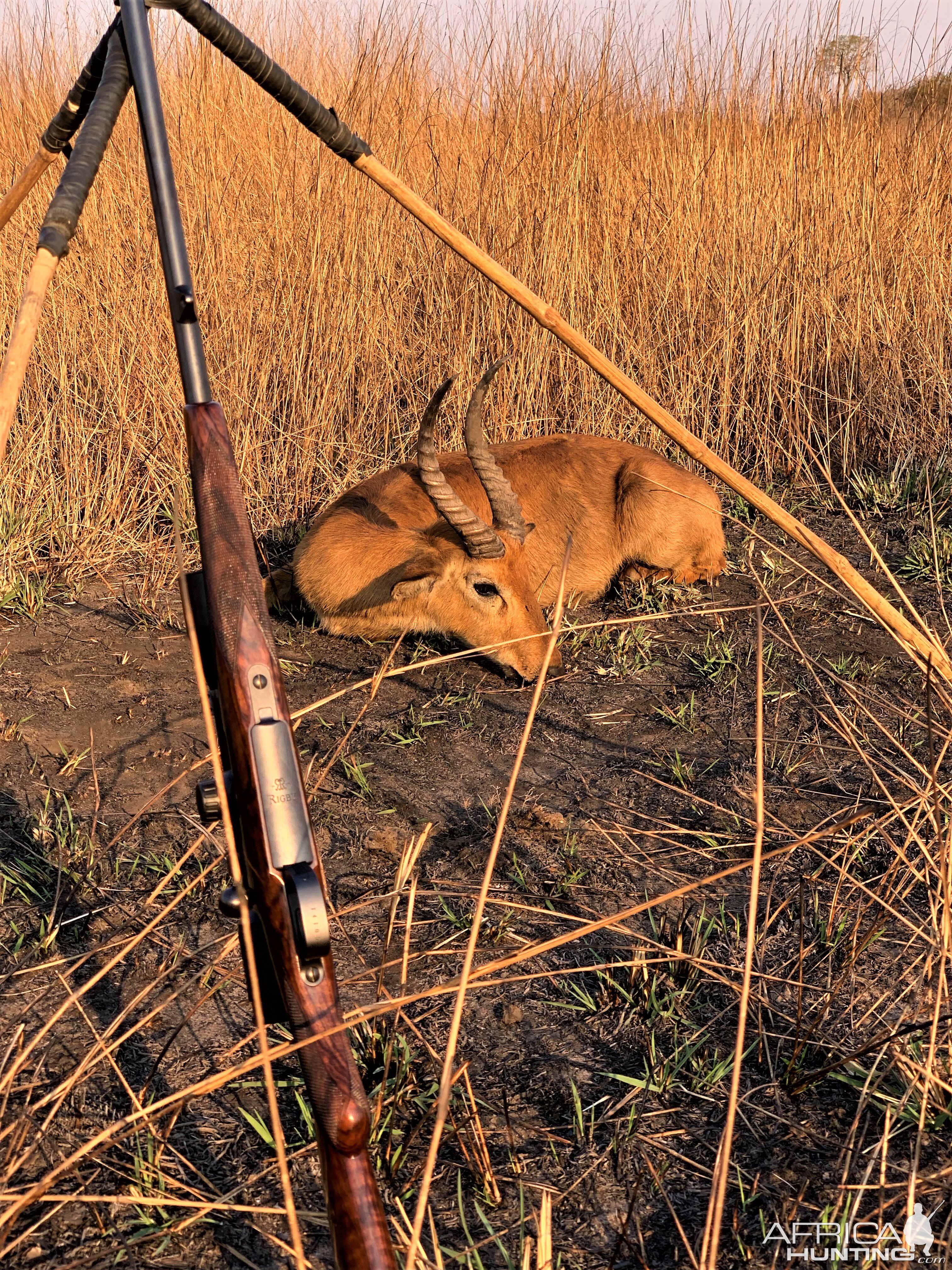 Puku  Hunting Zambia