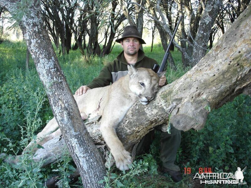 puma hunting argentina