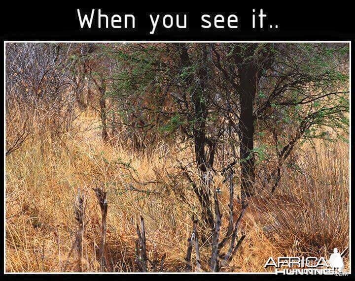 put on your 'bush' eyes...