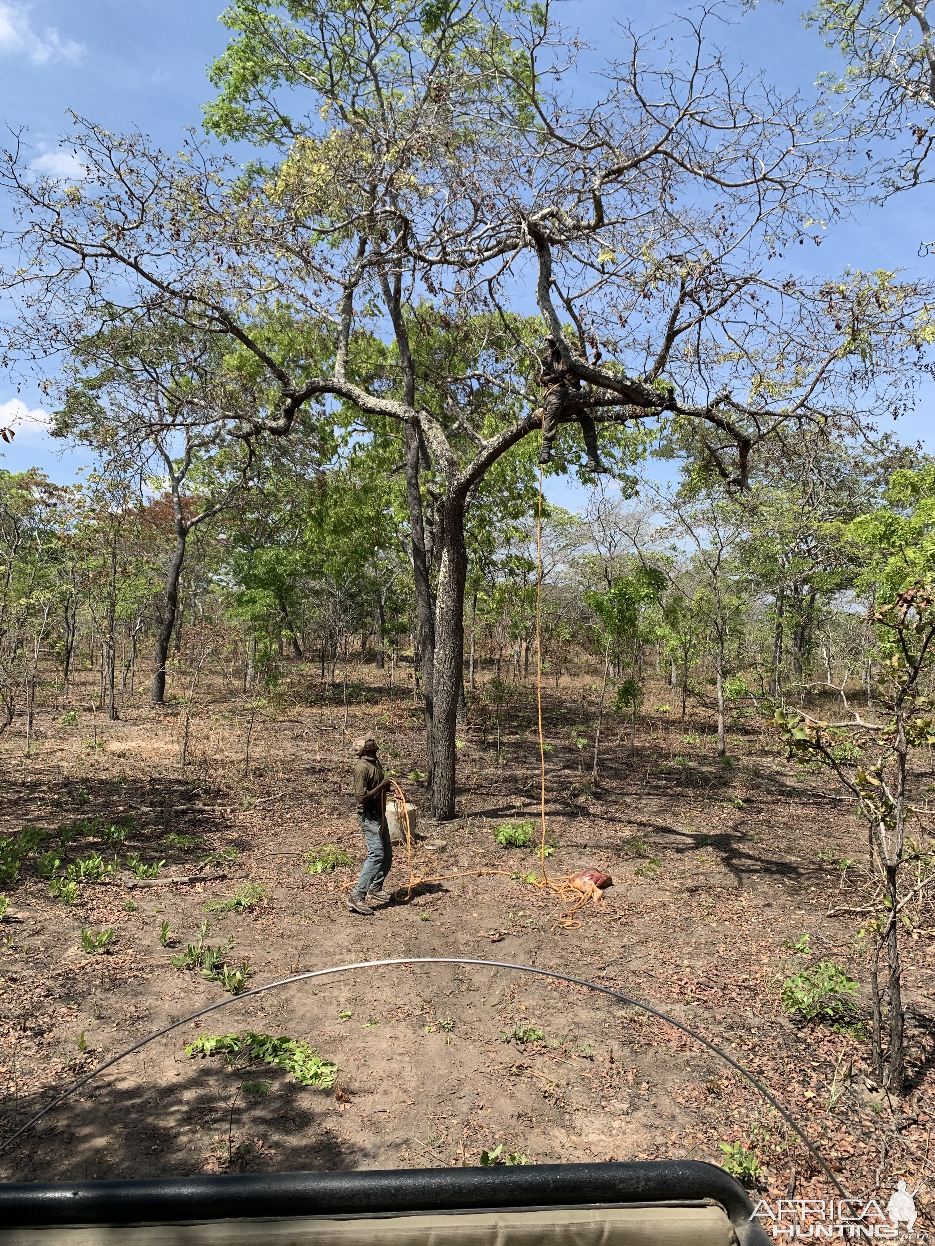 Putting up Leopard Bait Tanzania