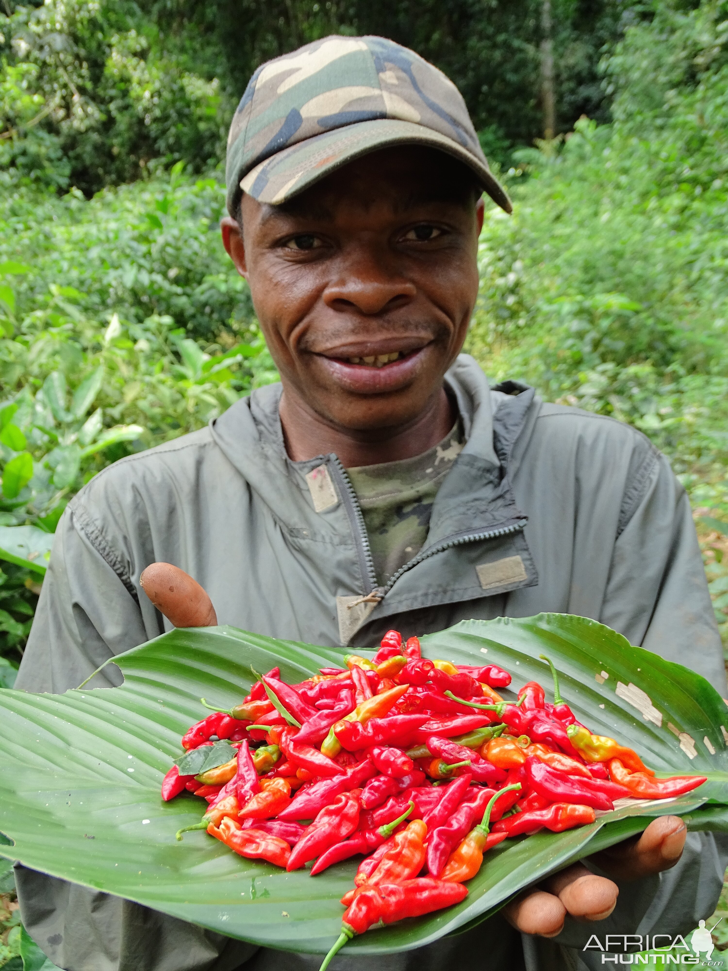 Pygmy Congo