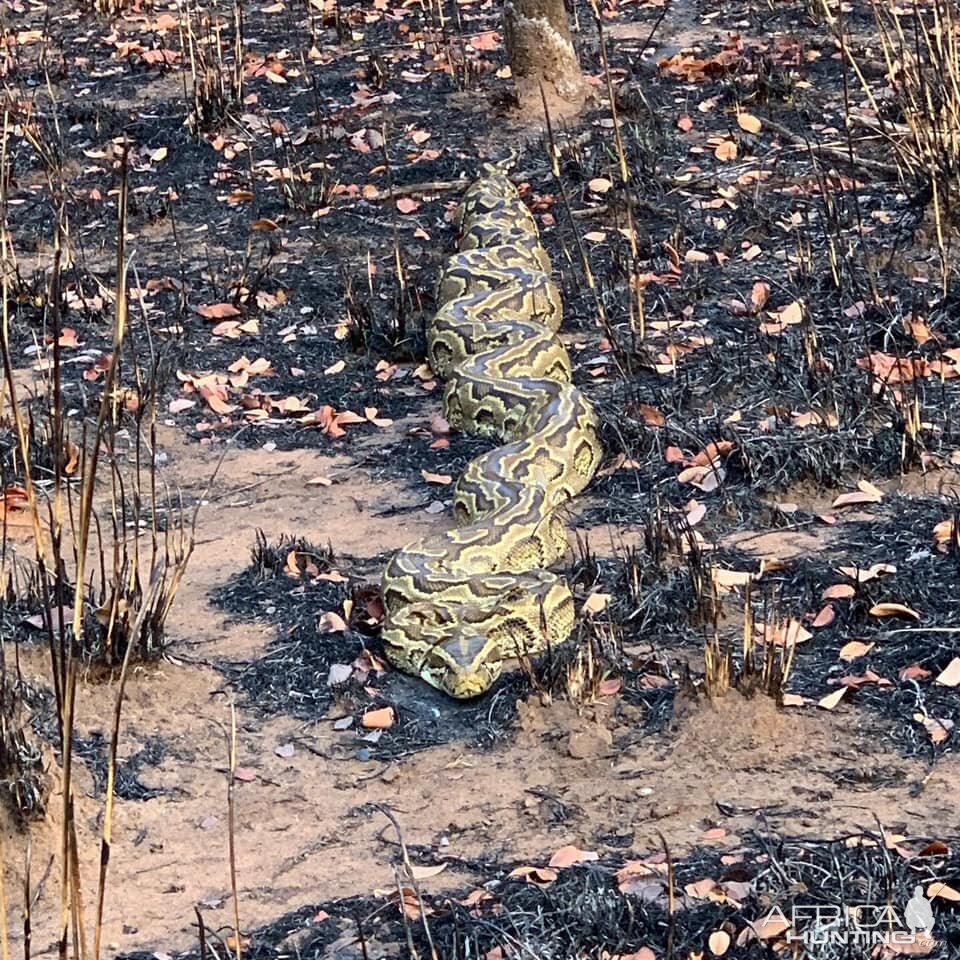 Python in Tanzania