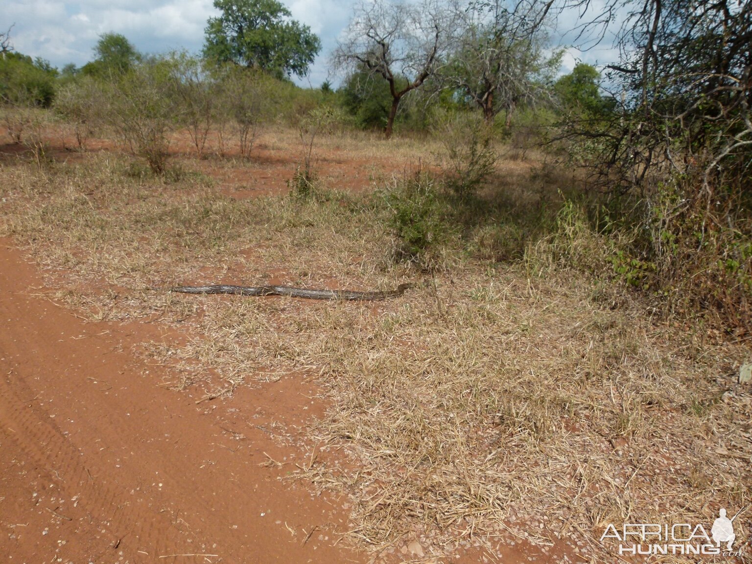 Python Snake Zimbabwe