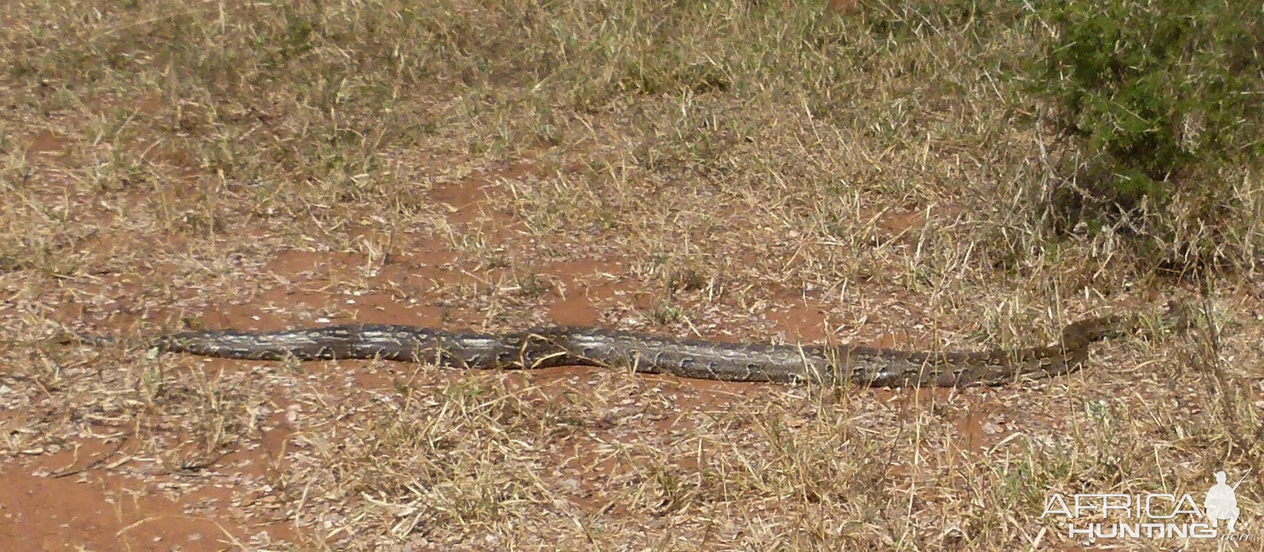 Python Snake Zimbabwe