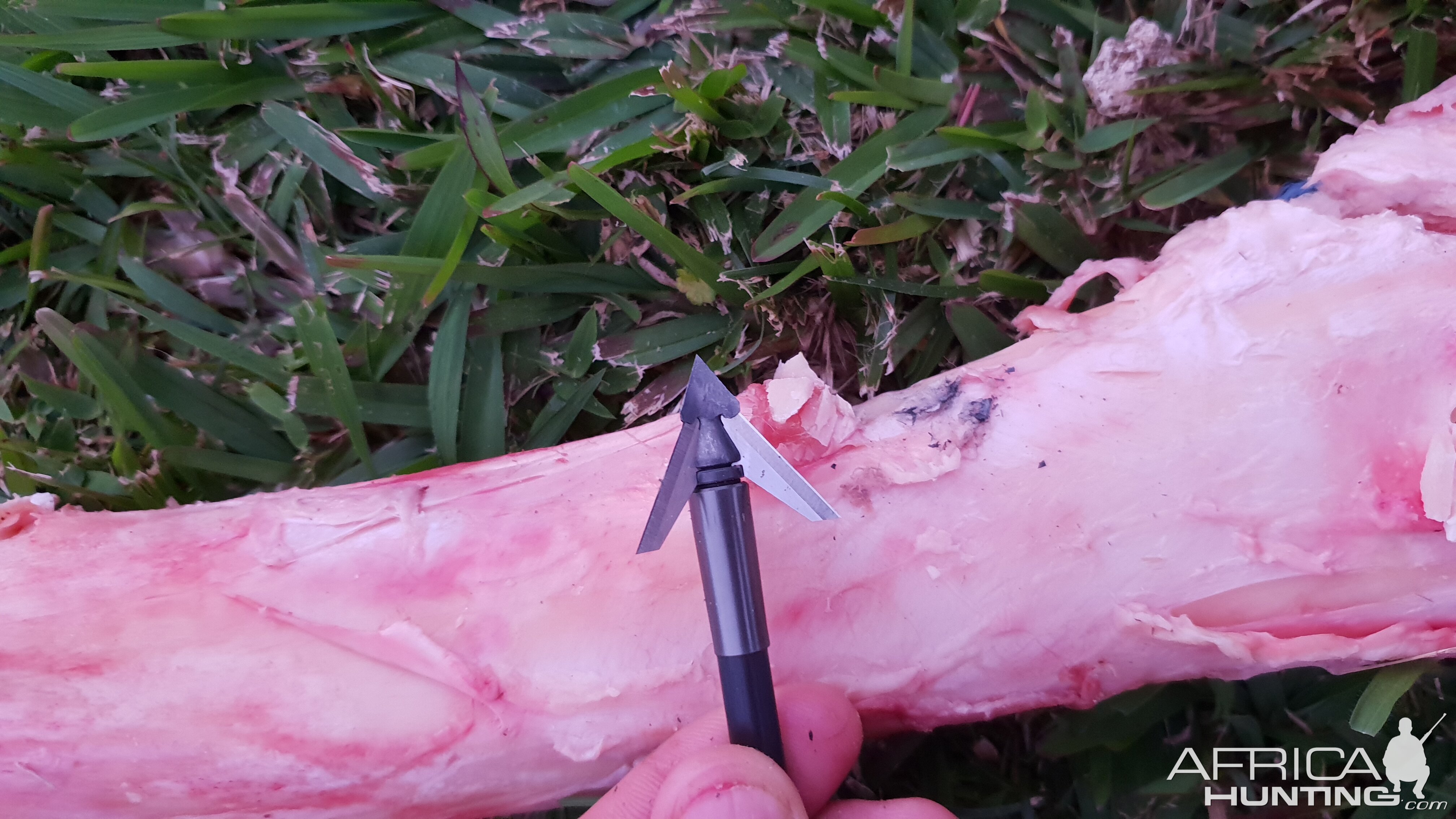 QAD Exodus Broadhead Performance