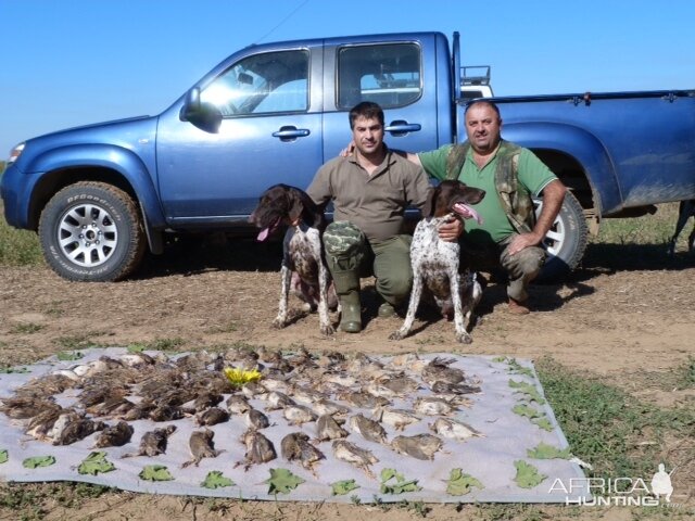 quails hunt