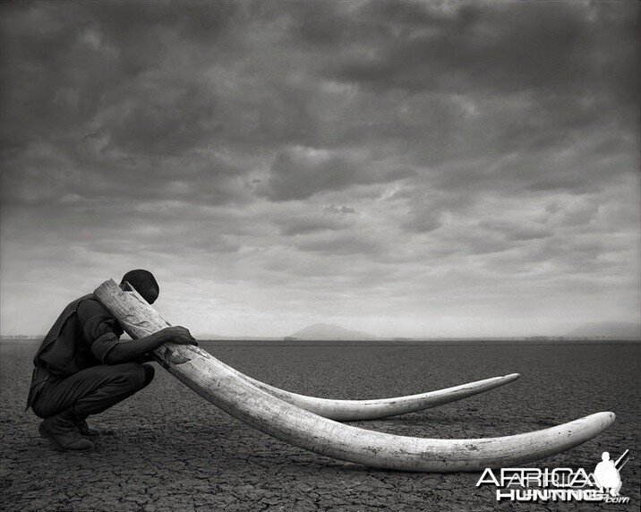 Ranger with Tusks of Killed Elephant, Amboseli, 2011 by Nick Brandt