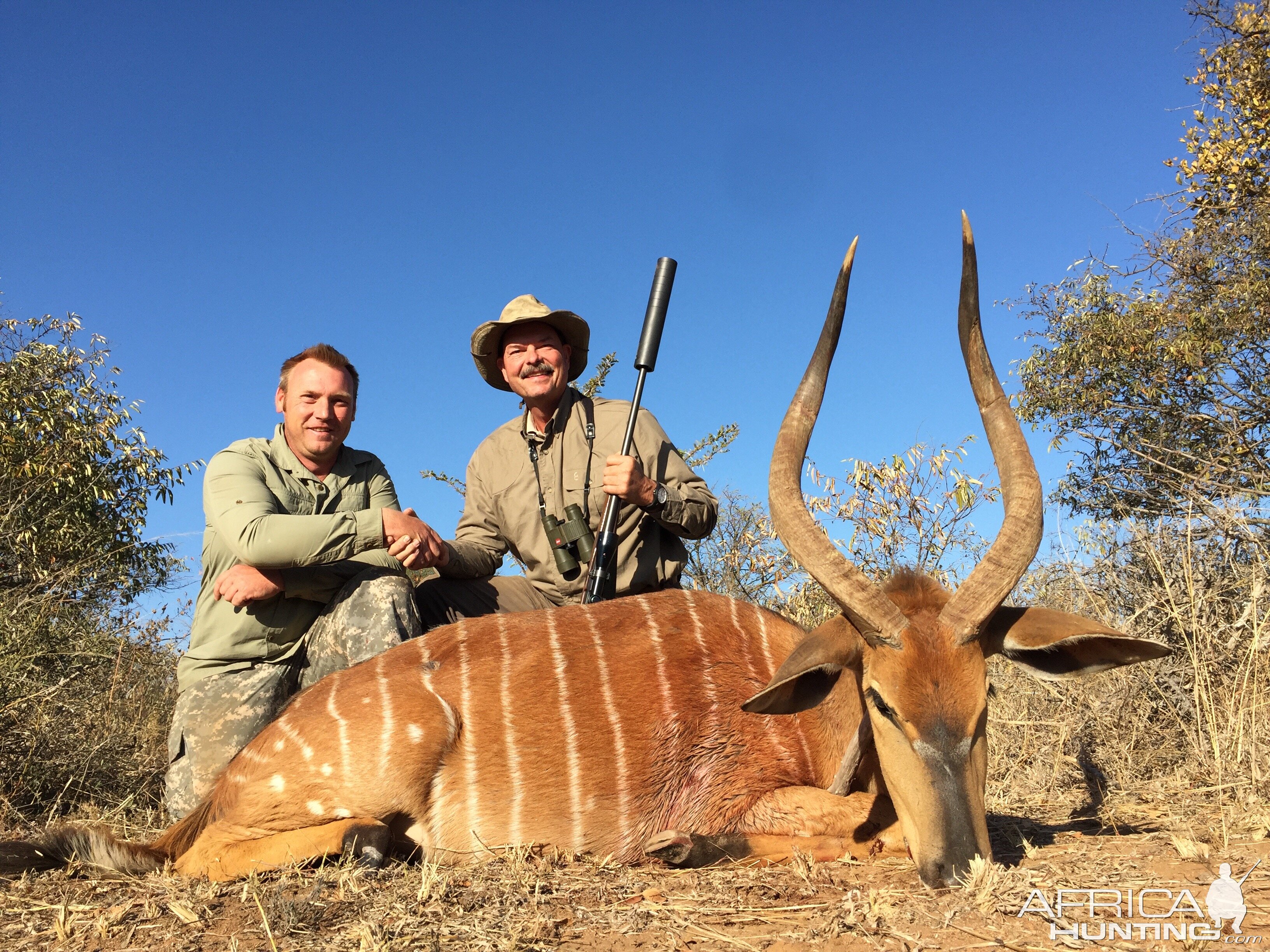 RARE Orange Nyala Bull