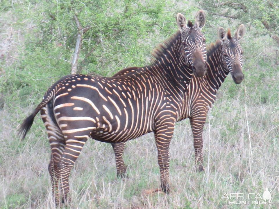 Rare Spotted Zebra