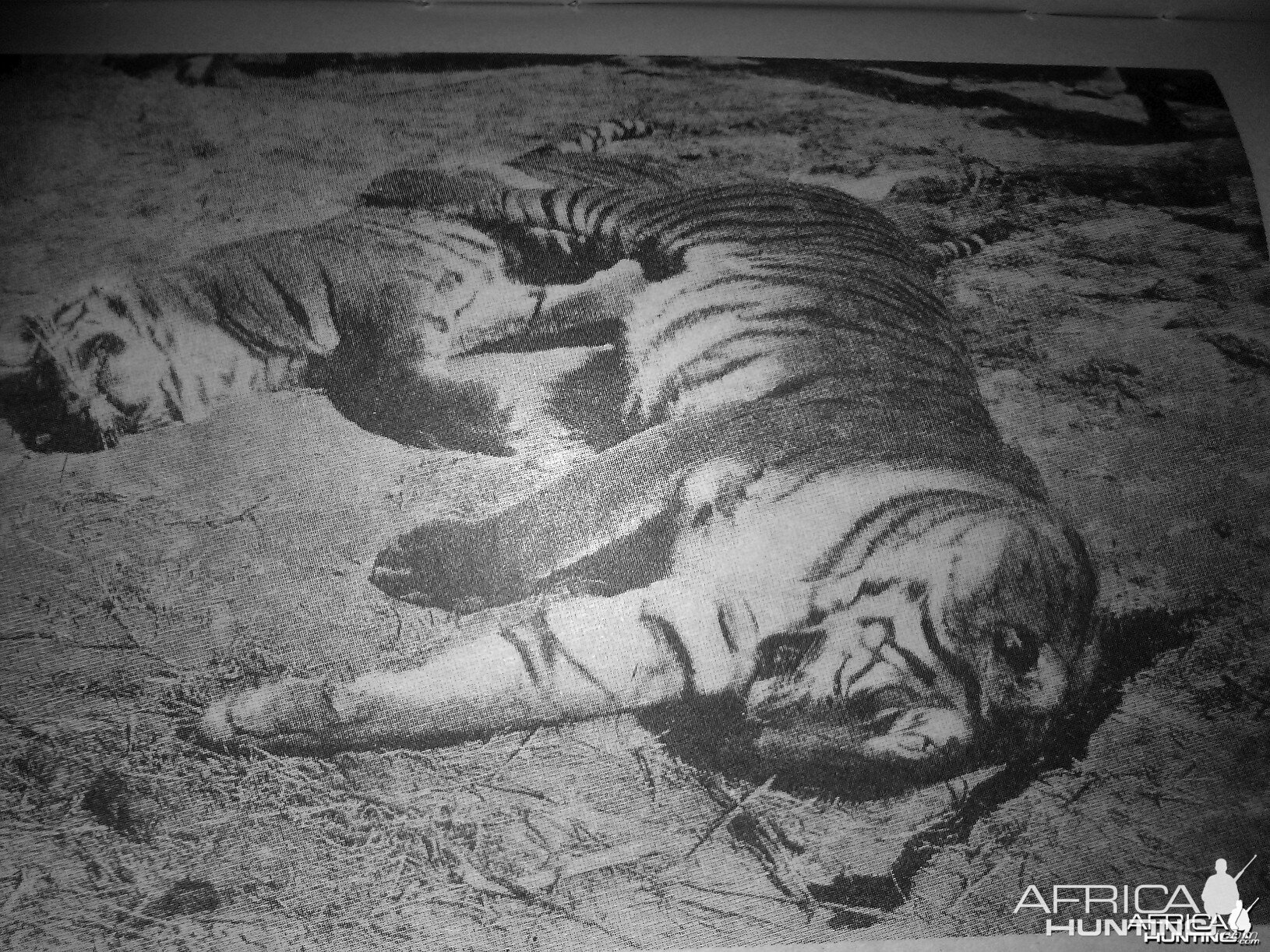Rare Tiger hunting photographs from 1895 to 1907