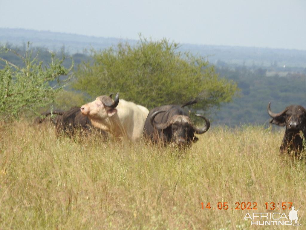 Rare White Buffalo