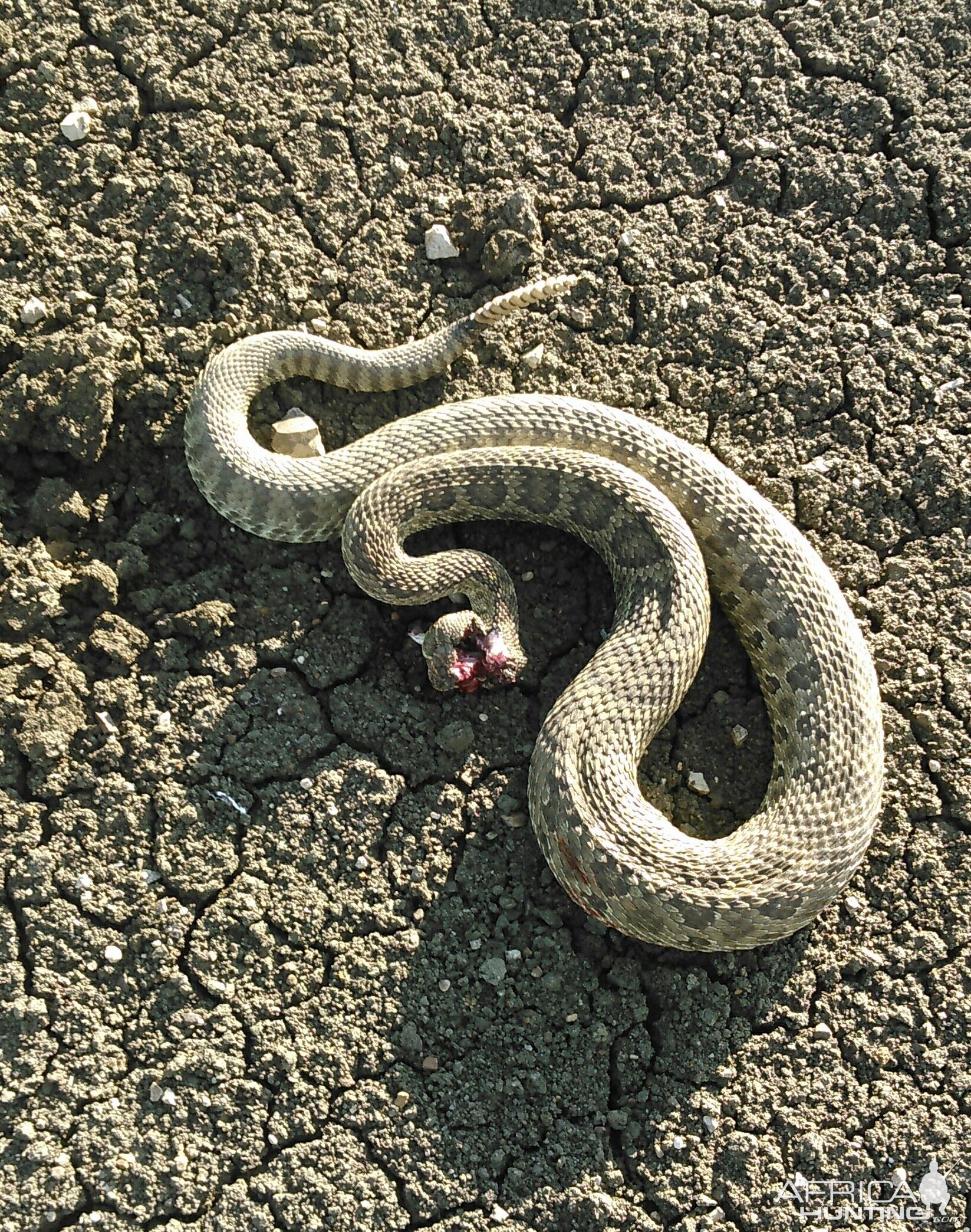 Rattlesnake Hunt USA