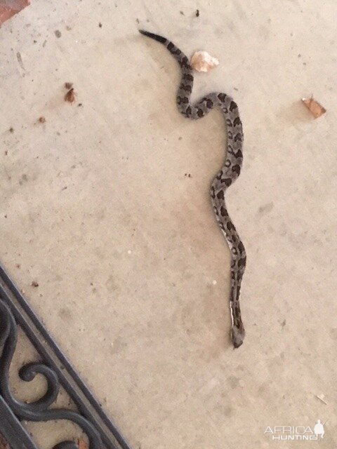 Rattlesnake Hunting