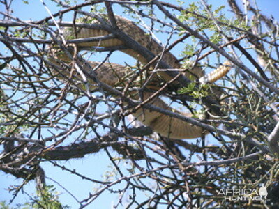 Rattlesnake in a tree Arizona USA