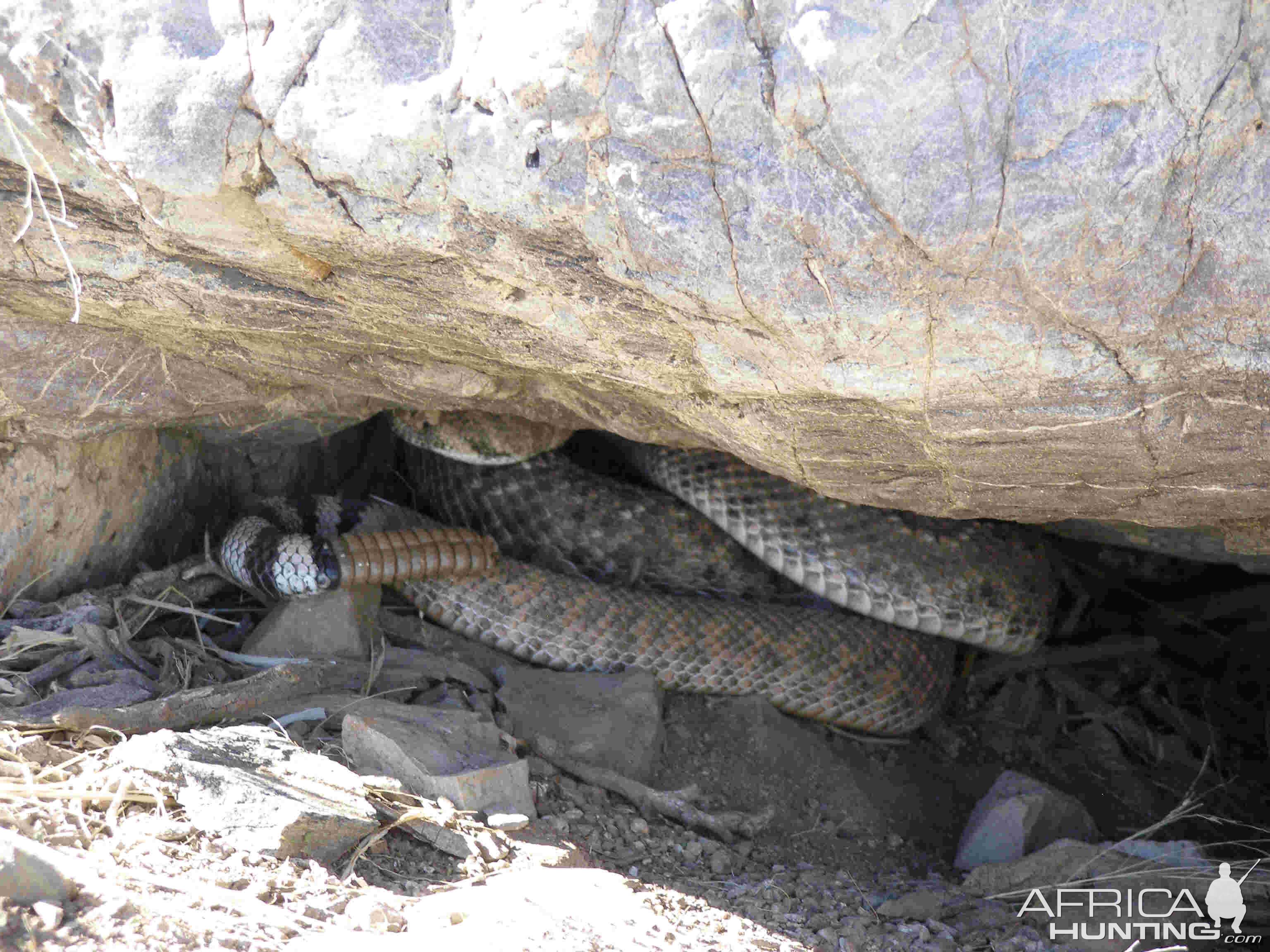 Rattlesnakes Arizona USA