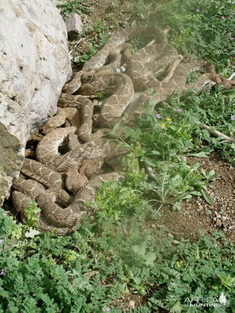 Rattlesnakes Arizona USA