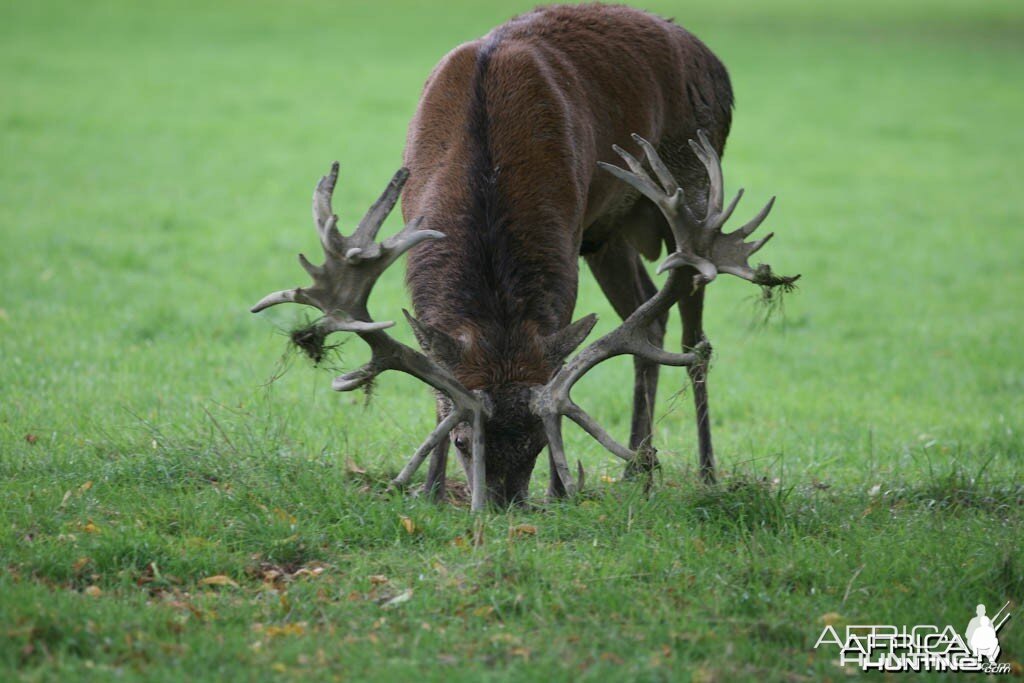 Red Deer England